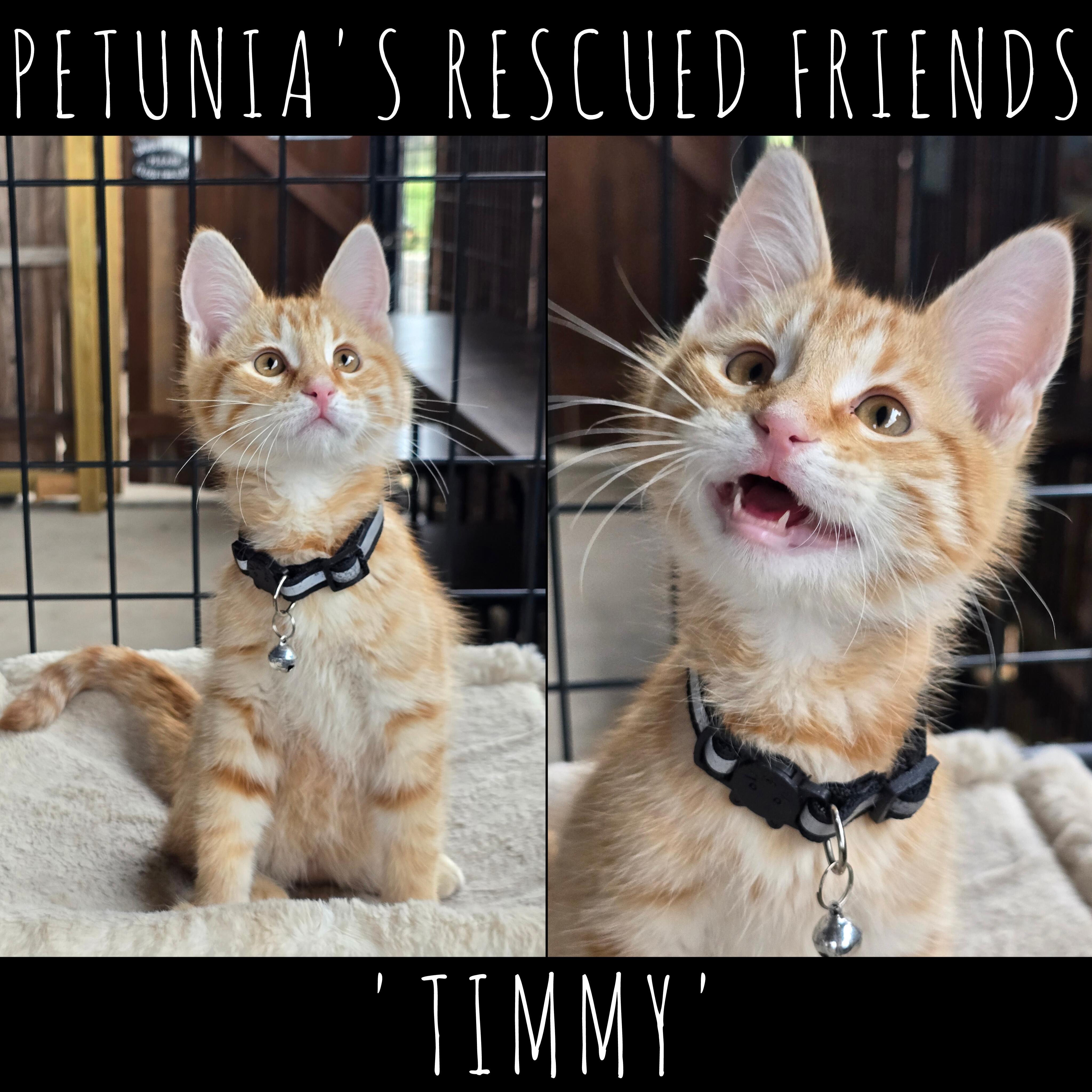 Timmy, Adopted, Kitten Male Tabby.