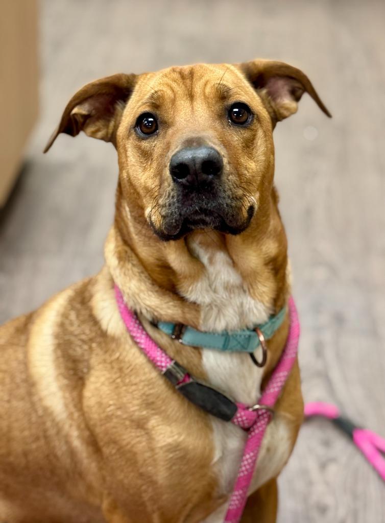Layla, a Adoptable mixed breed in Gillette, WY image 1/4