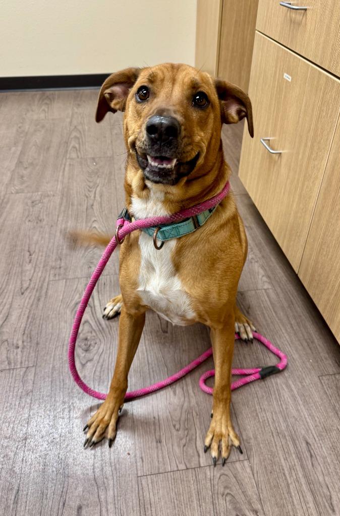 Layla, a Adoptable mixed breed in Gillette, WY image 2/4