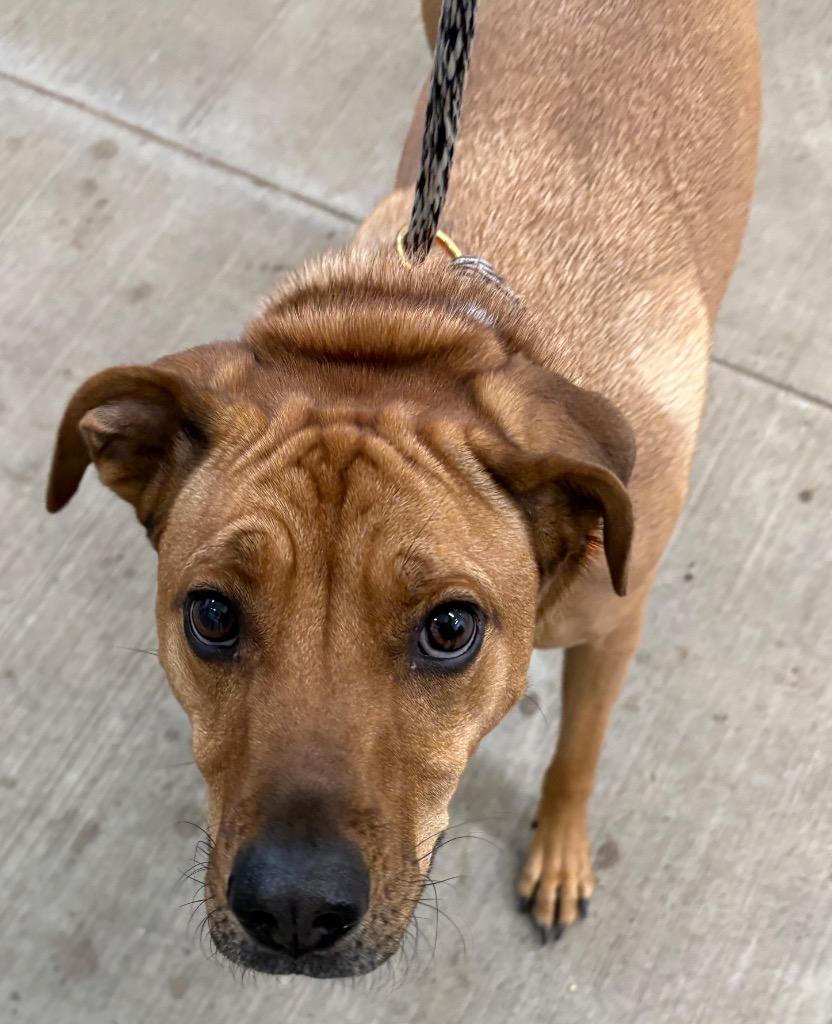 Layla, a Adoptable mixed breed in Gillette, WY image 3/4