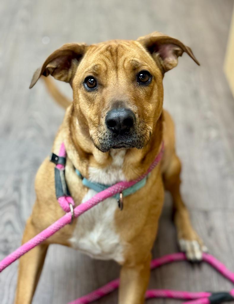 Layla, a Adoptable mixed breed in Gillette, WY image 4/4