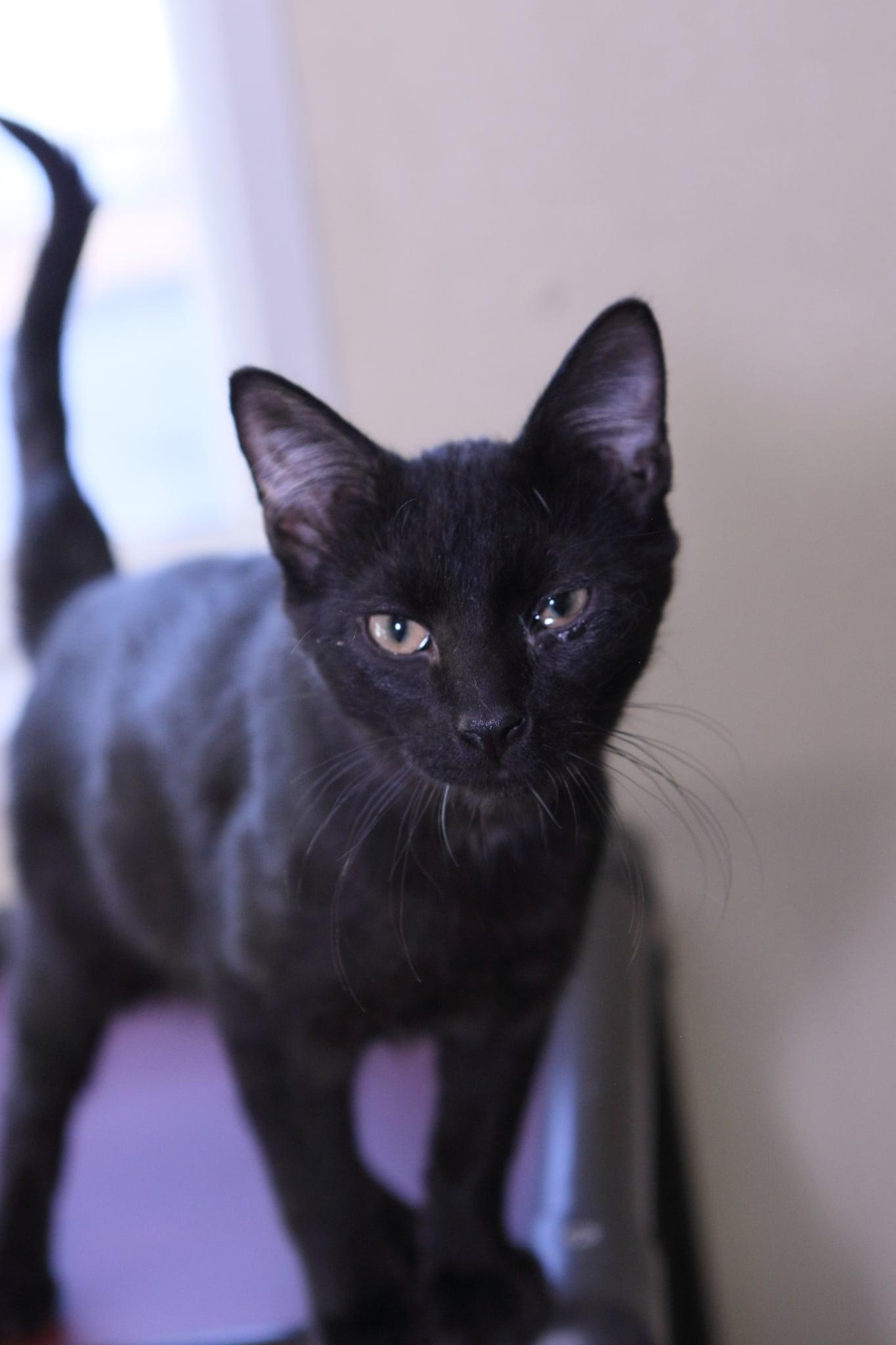 Enlarge Busy, a Adoptable Domestic Medium Hair in Austin, MN image 1/2