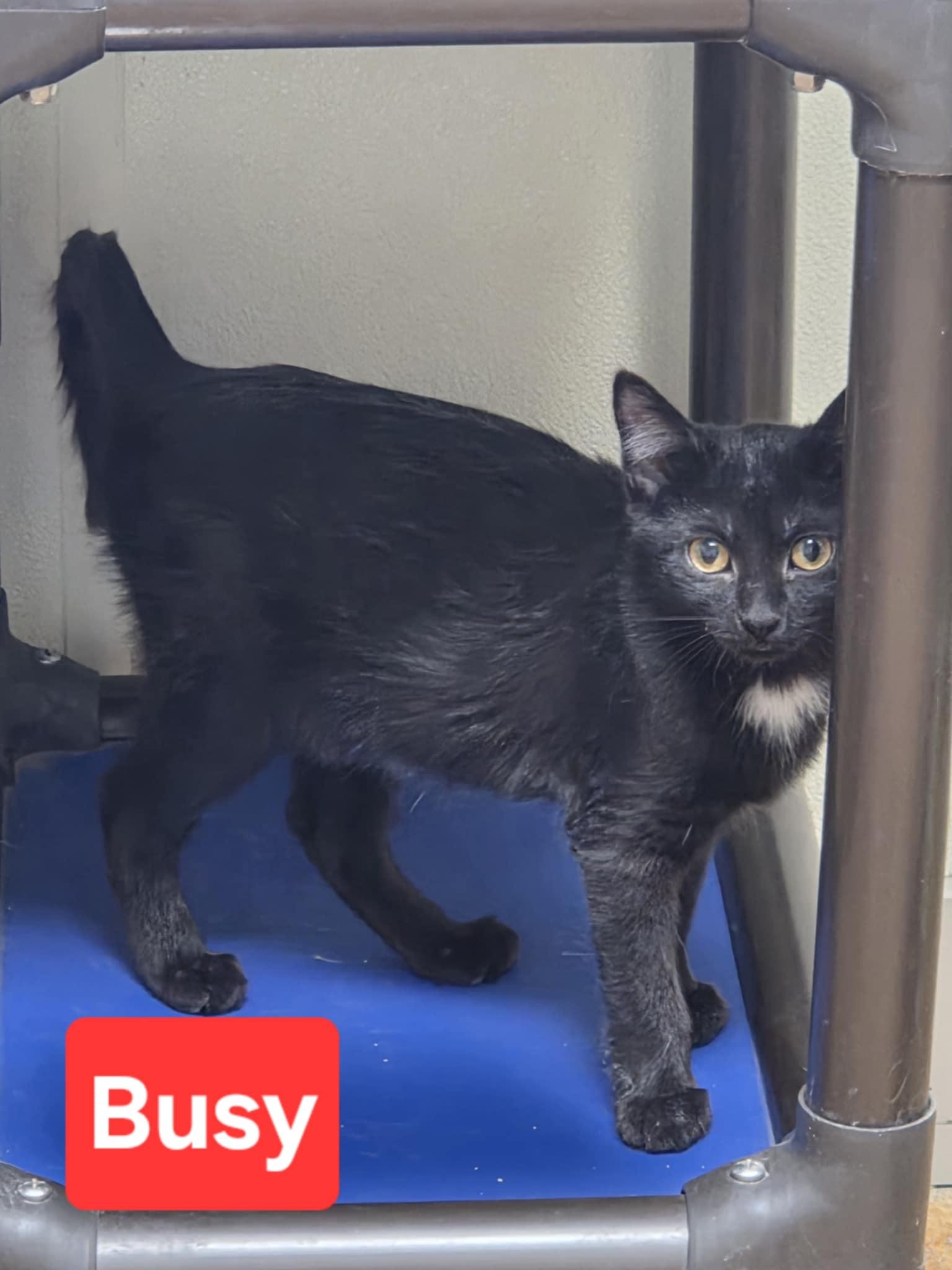 Enlarge Busy, a Adoptable Domestic Medium Hair in Austin, MN image 2/2