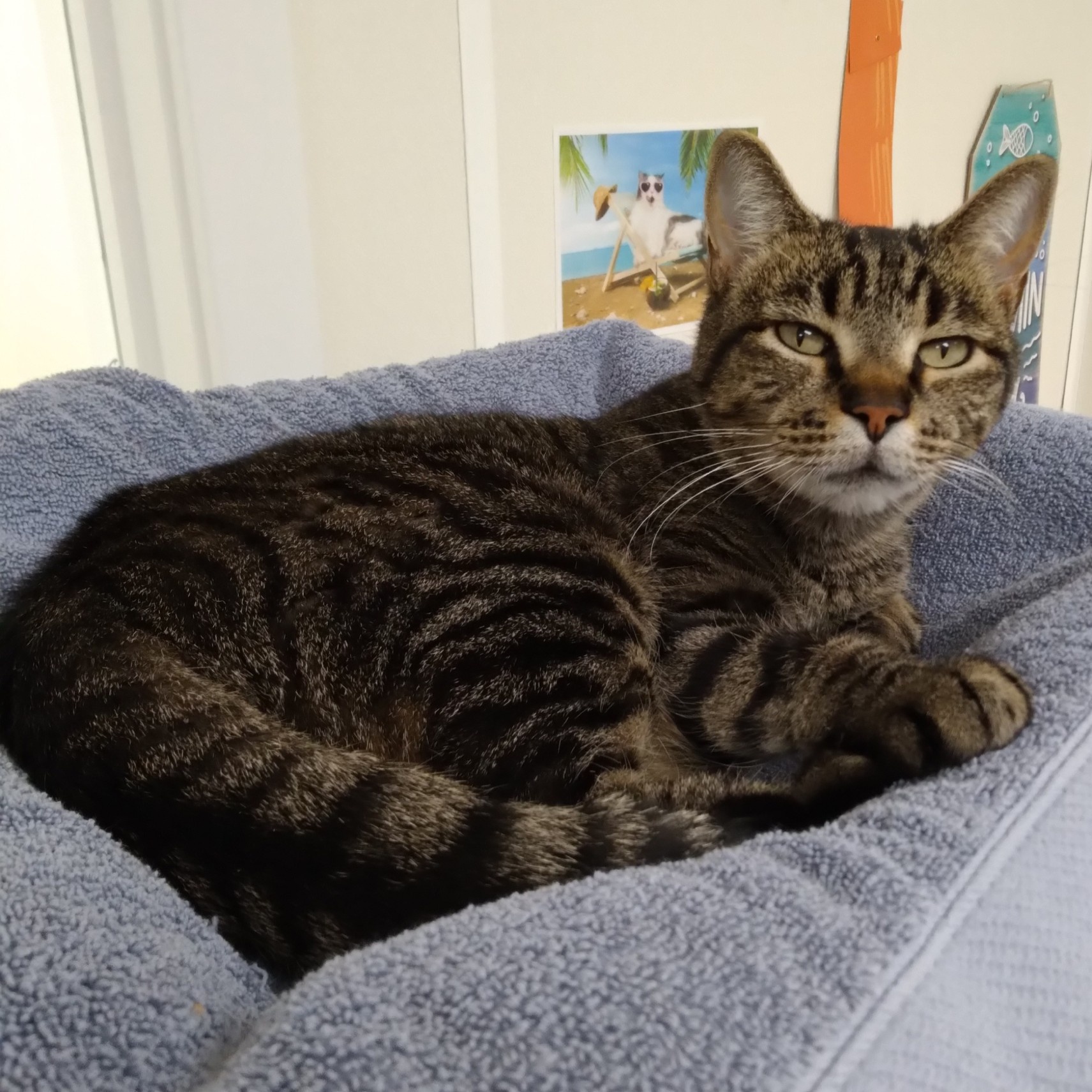 Ms. Tiger