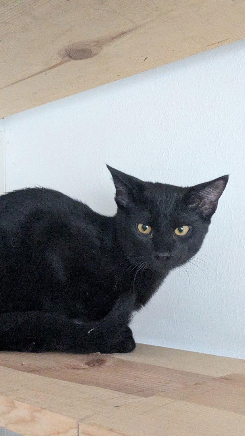 Quatro, a Adoptable Domestic Short Hair in Champaign, IL image 2/2