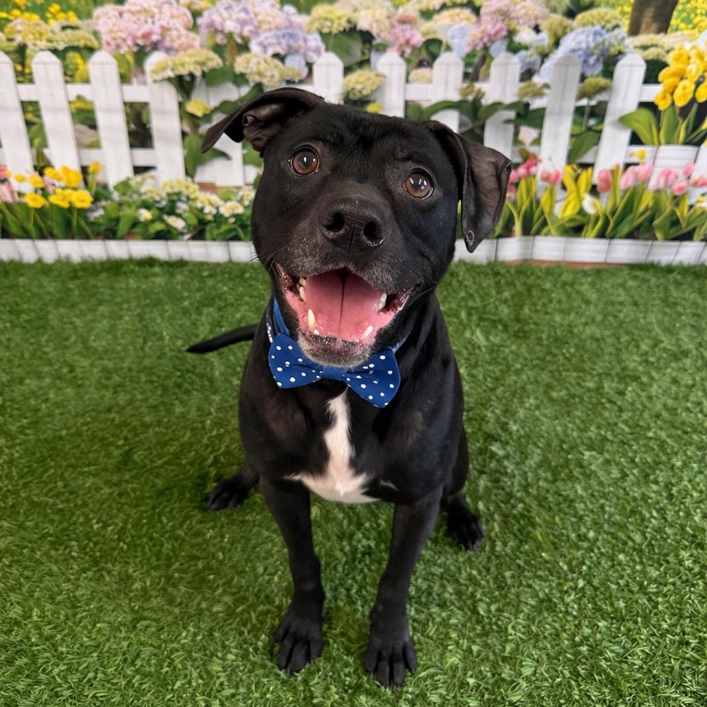 Dewey, Adoptable, Adult Male Mixed Breed & Mixed Breed.