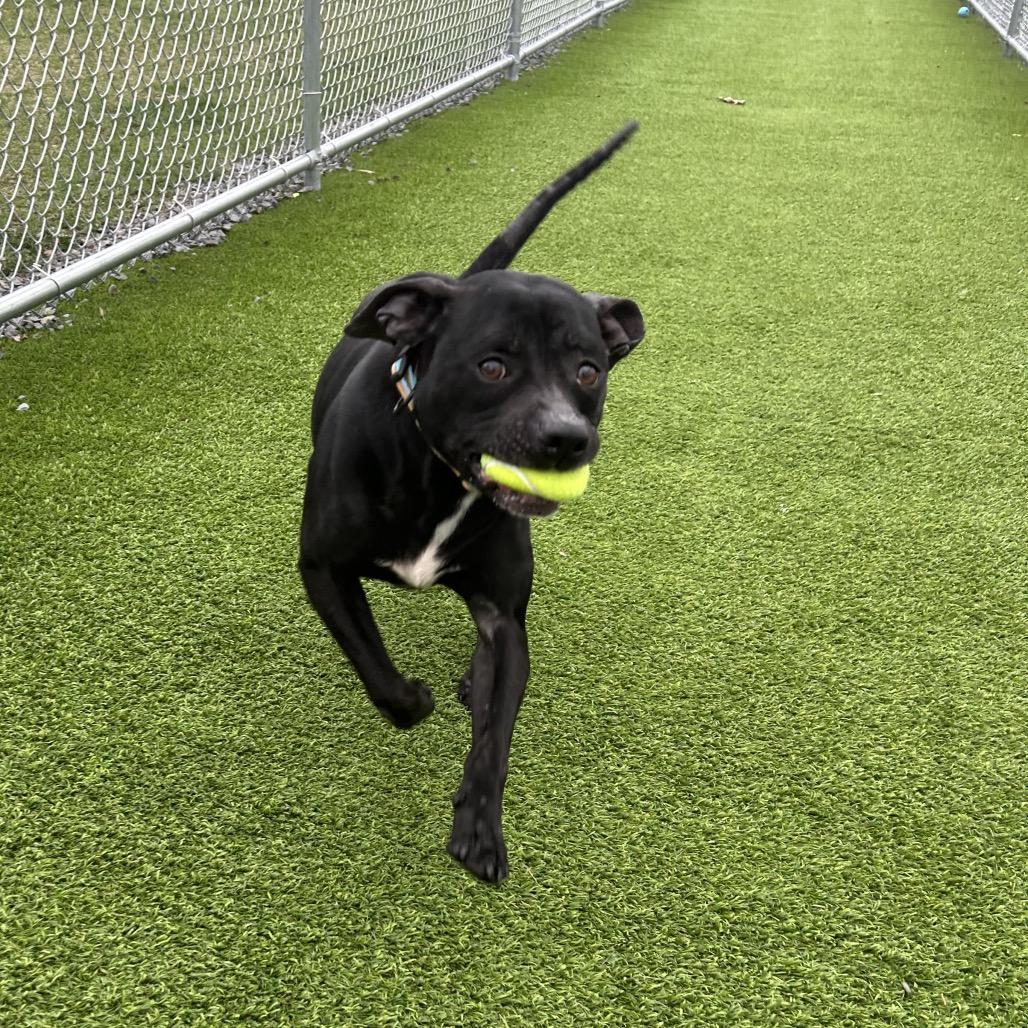 Enlarge Dewey, a Adoptable mixed breed in Binghamton, NY image 2/4