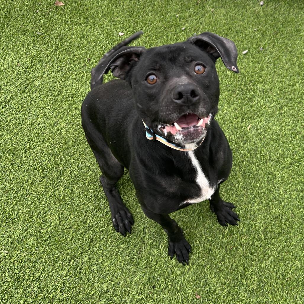 Enlarge Dewey, a Adoptable mixed breed in Binghamton, NY image 3/4