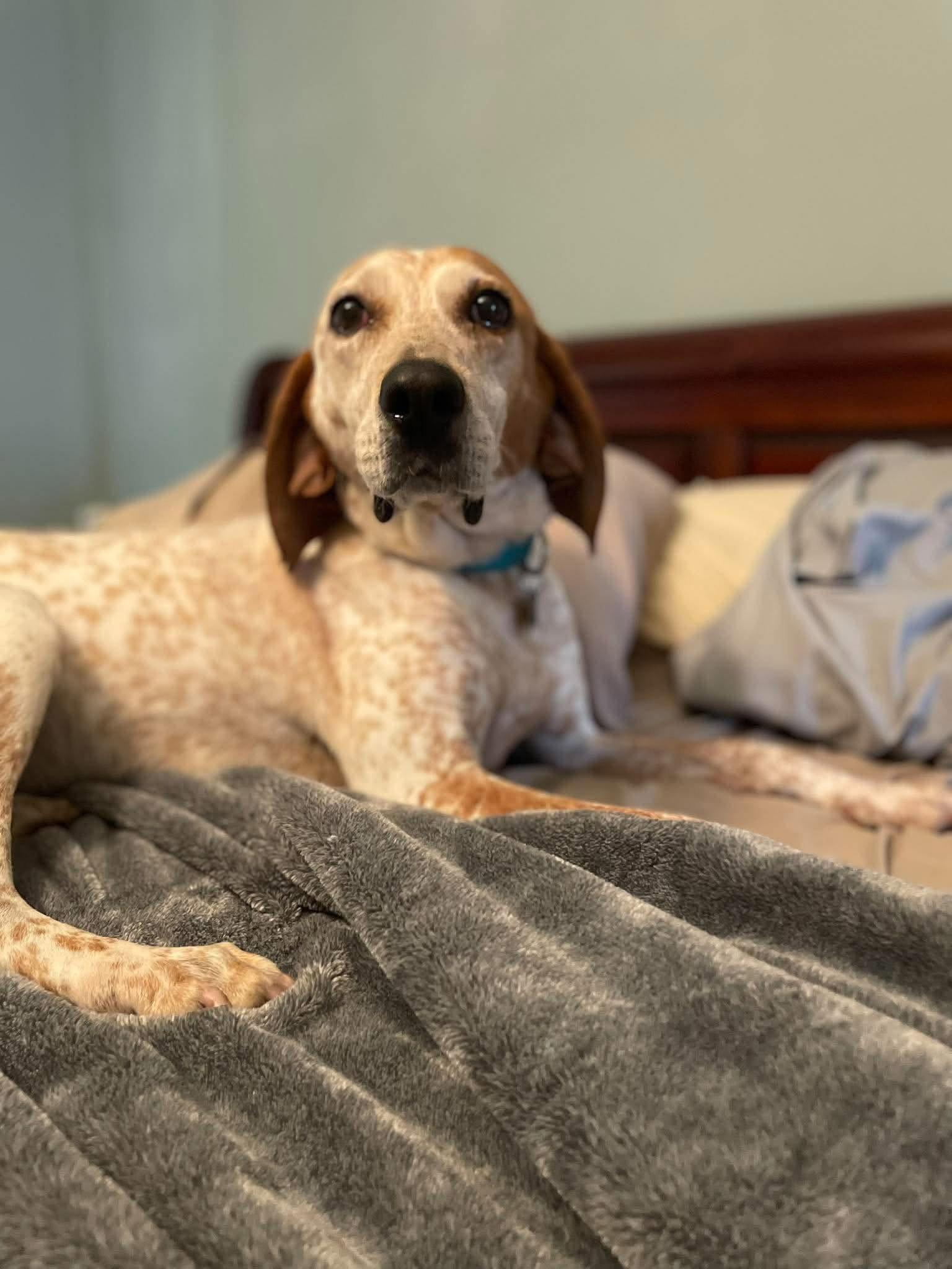 Enlarge Cobbler, a Adoptable English Coonhound in Raleigh, NC image 1/3