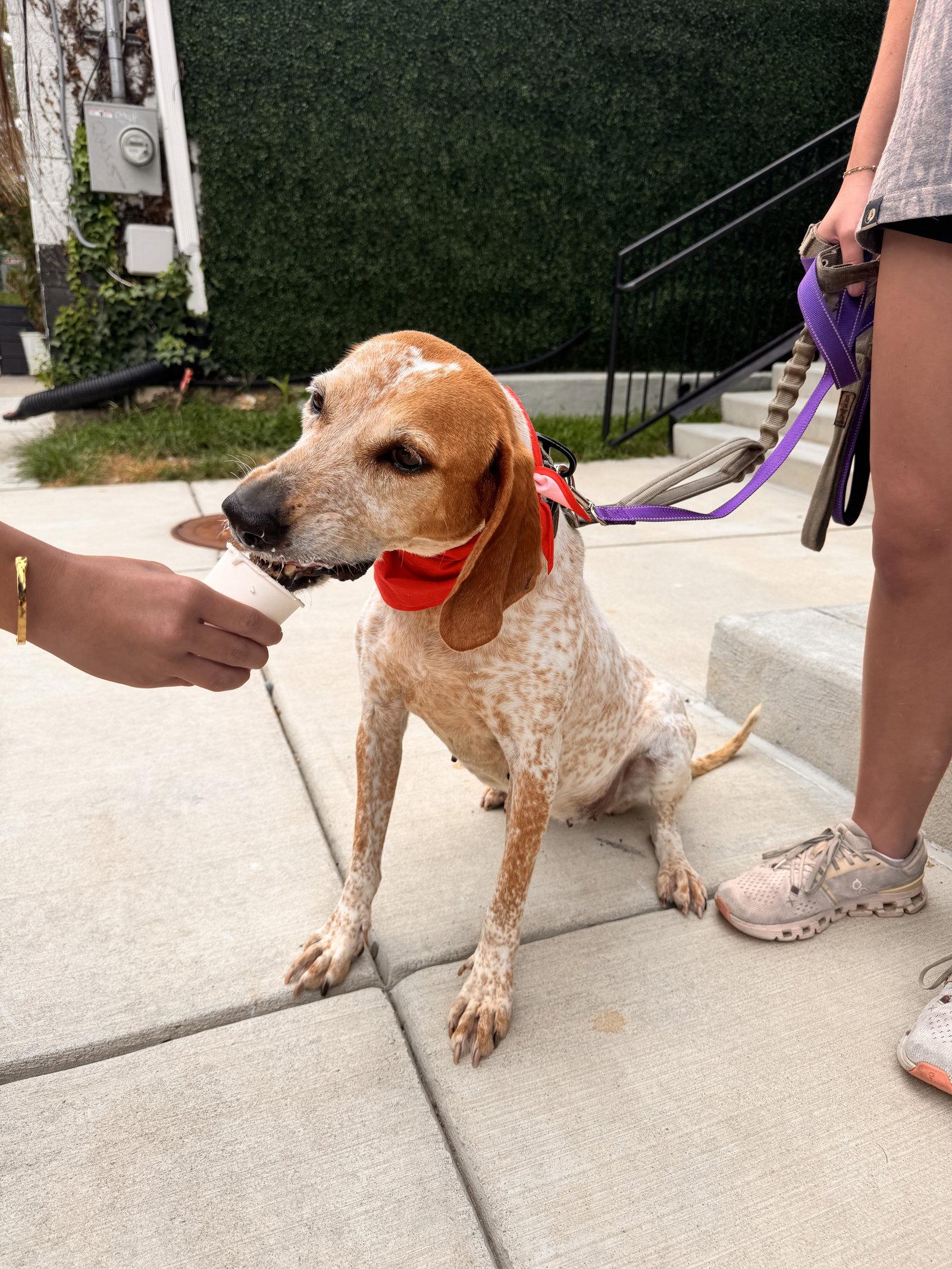 Enlarge Cobbler, a Adoptable English Coonhound in Raleigh, NC image 2/3