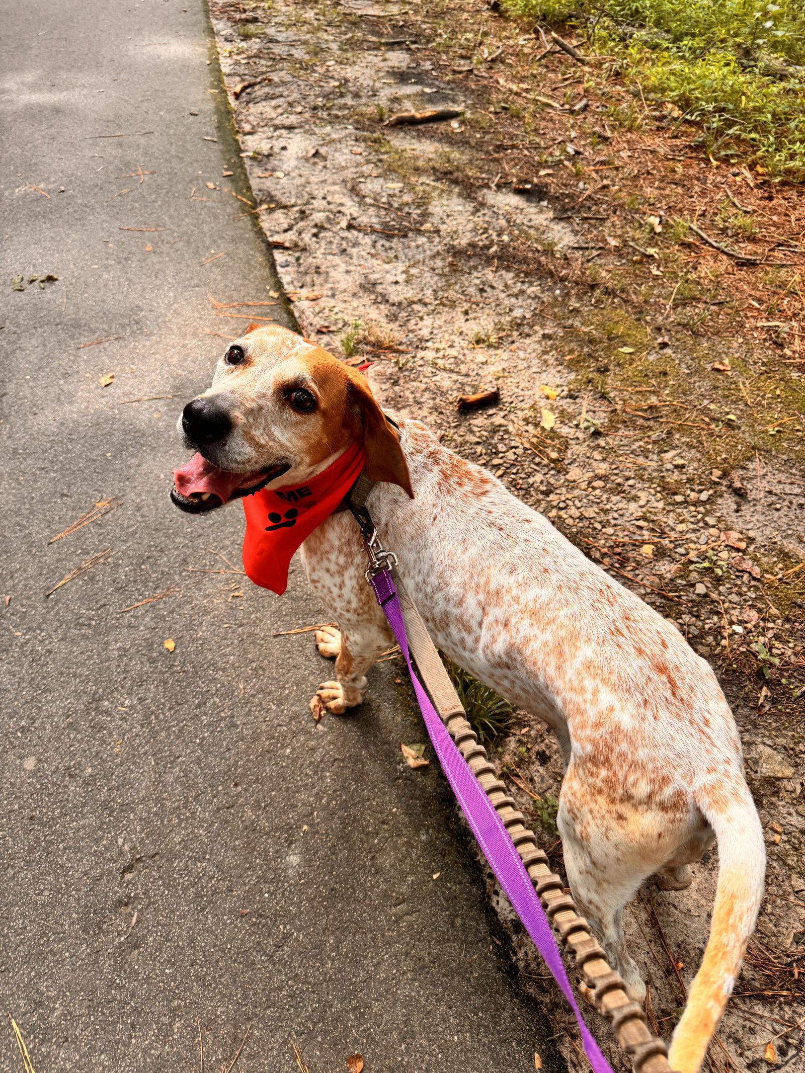 Enlarge Cobbler, a Adoptable English Coonhound in Raleigh, NC image 3/3