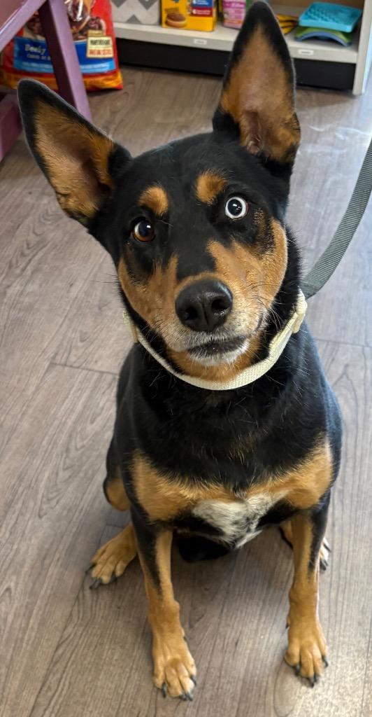 Maybell, Adoptable, Adult Female Doberman Pinscher & Husky.