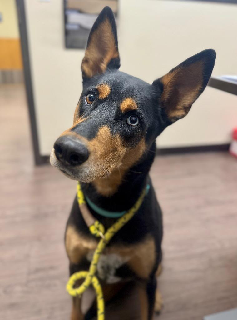 Enlarge Maybell, a Adoptable mixed breed in Gillette, WY image 2/2