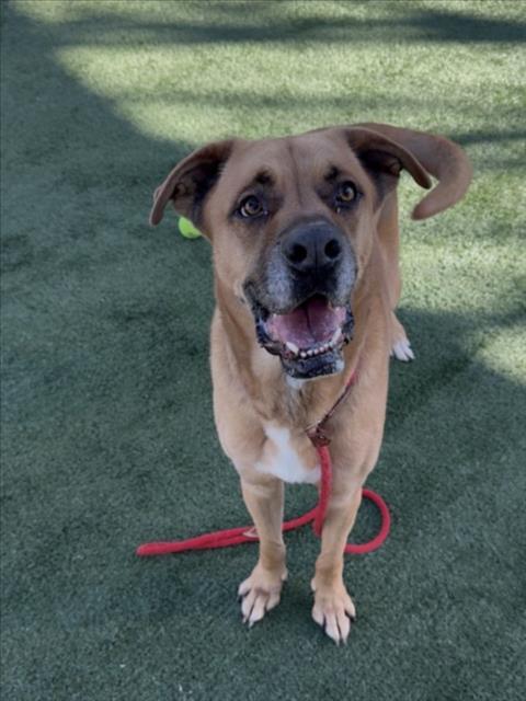 Enlarge TRUMAN, a Adoptable Mixed Breed in Chatsworth, CA image 2/2