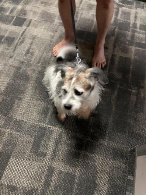 Enlarge Cody, a Adoptable Jack Russell Terrier in Etobicoke, ON image 1/3