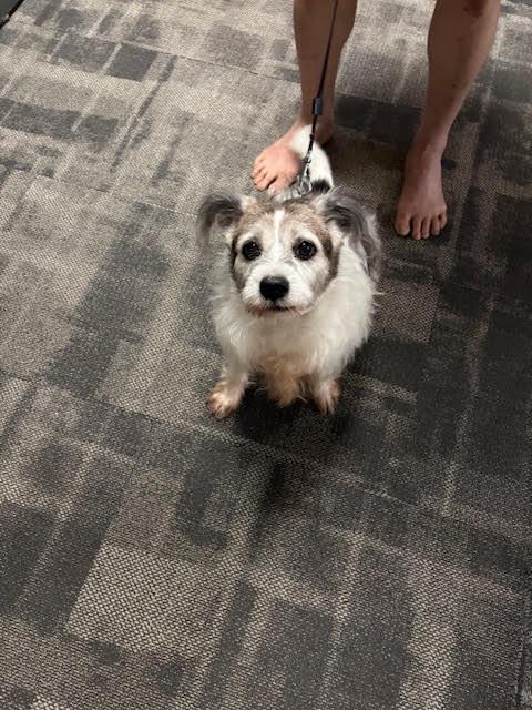 Enlarge Cody, a Adoptable Jack Russell Terrier in Etobicoke, ON image 2/3