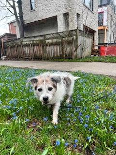 Enlarge Cody, a Adoptable Jack Russell Terrier in Etobicoke, ON image 3/3