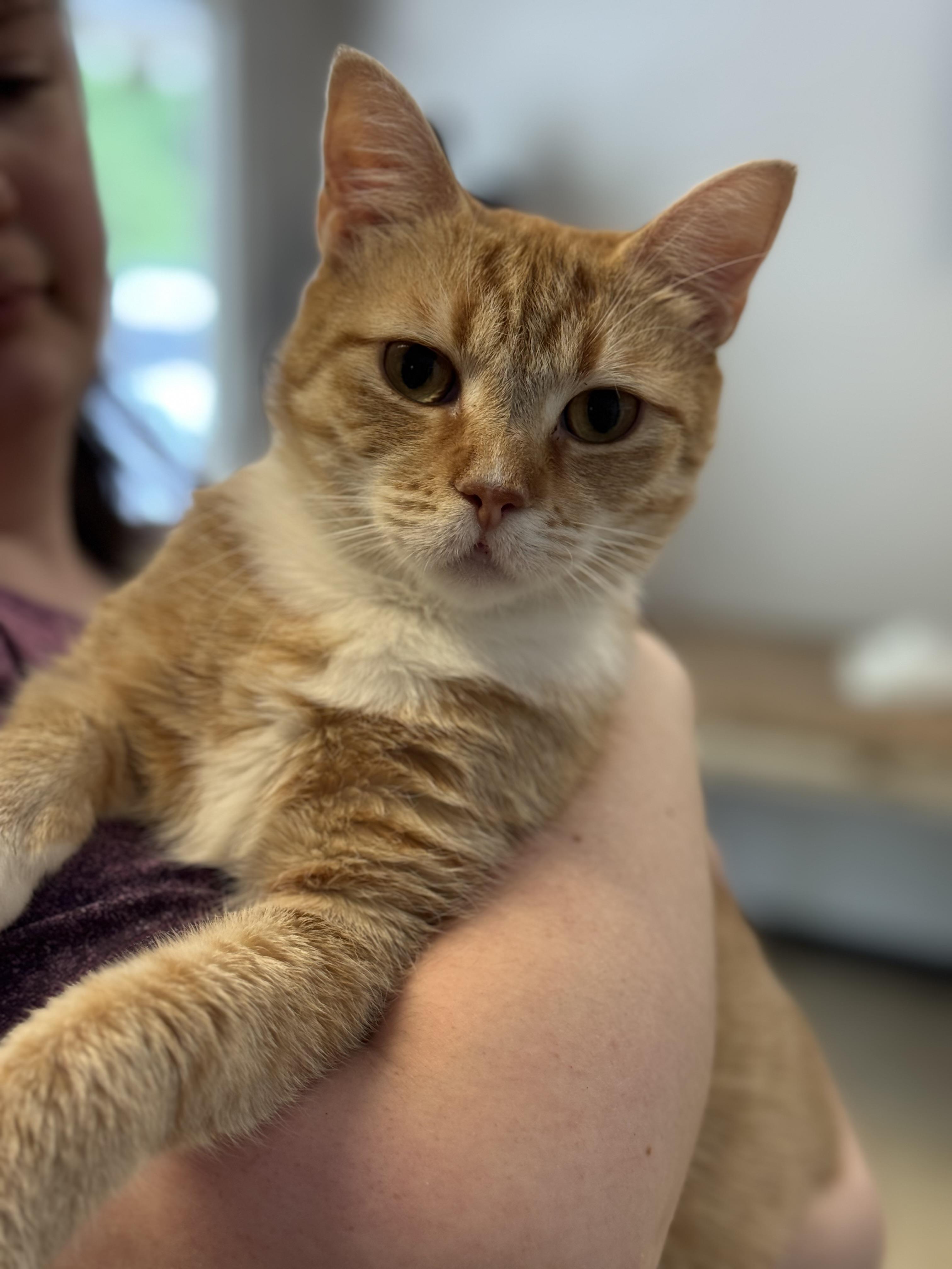 Tiger Lily, a ADOPTABLE Tabby in Meherrin, VA image 3/5