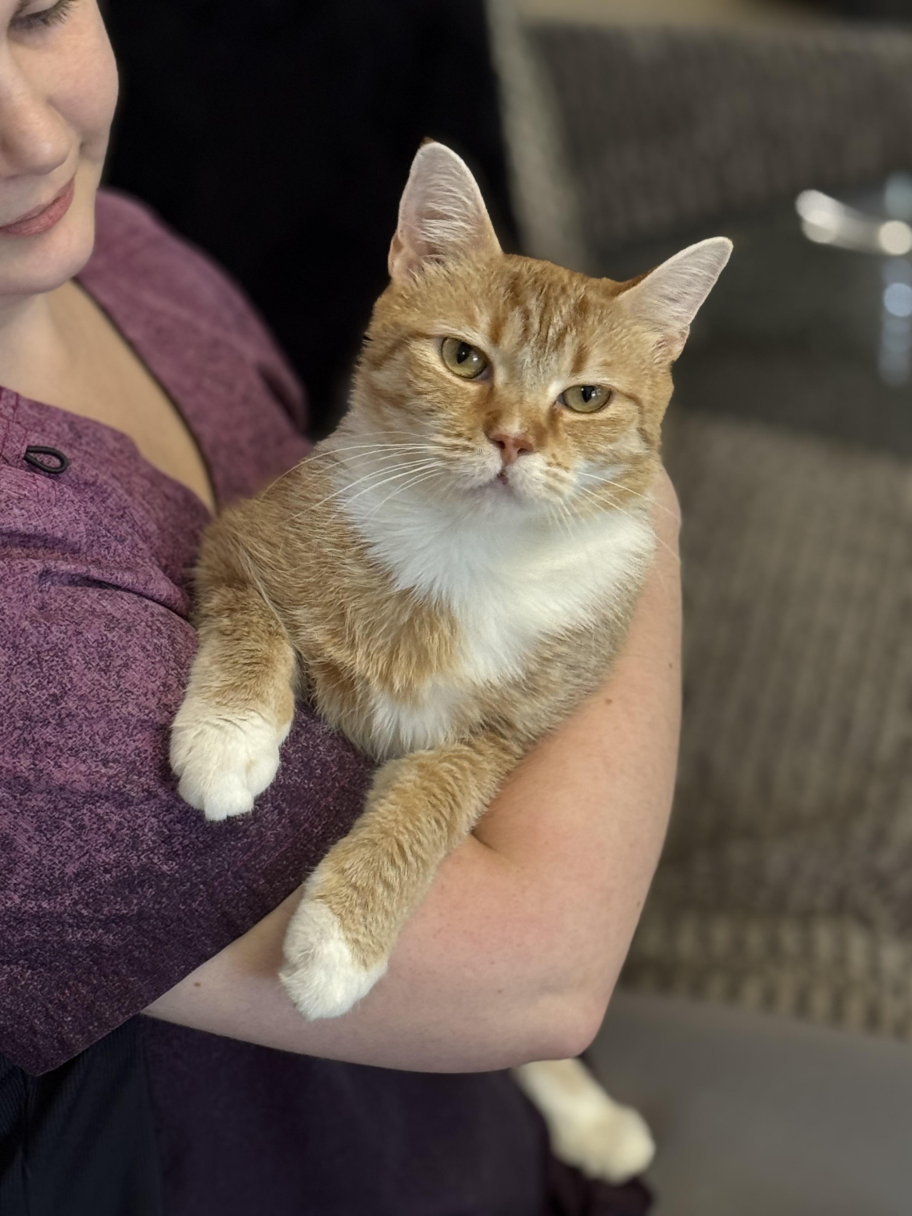 Tiger Lily, a ADOPTABLE Tabby in Meherrin, VA image 5/5