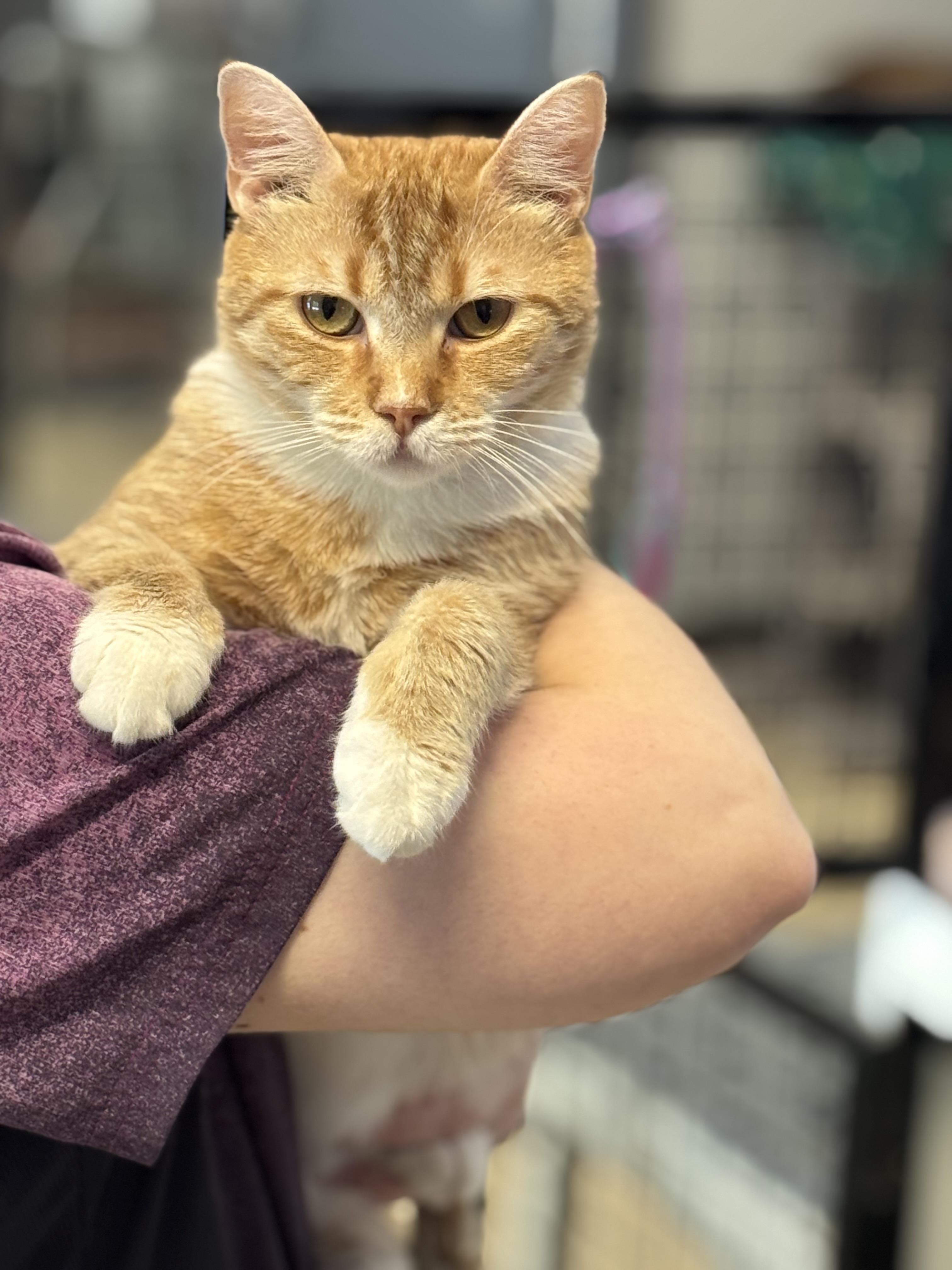 Tiger Lily, ADOPTABLE, Adult Female Tabby.