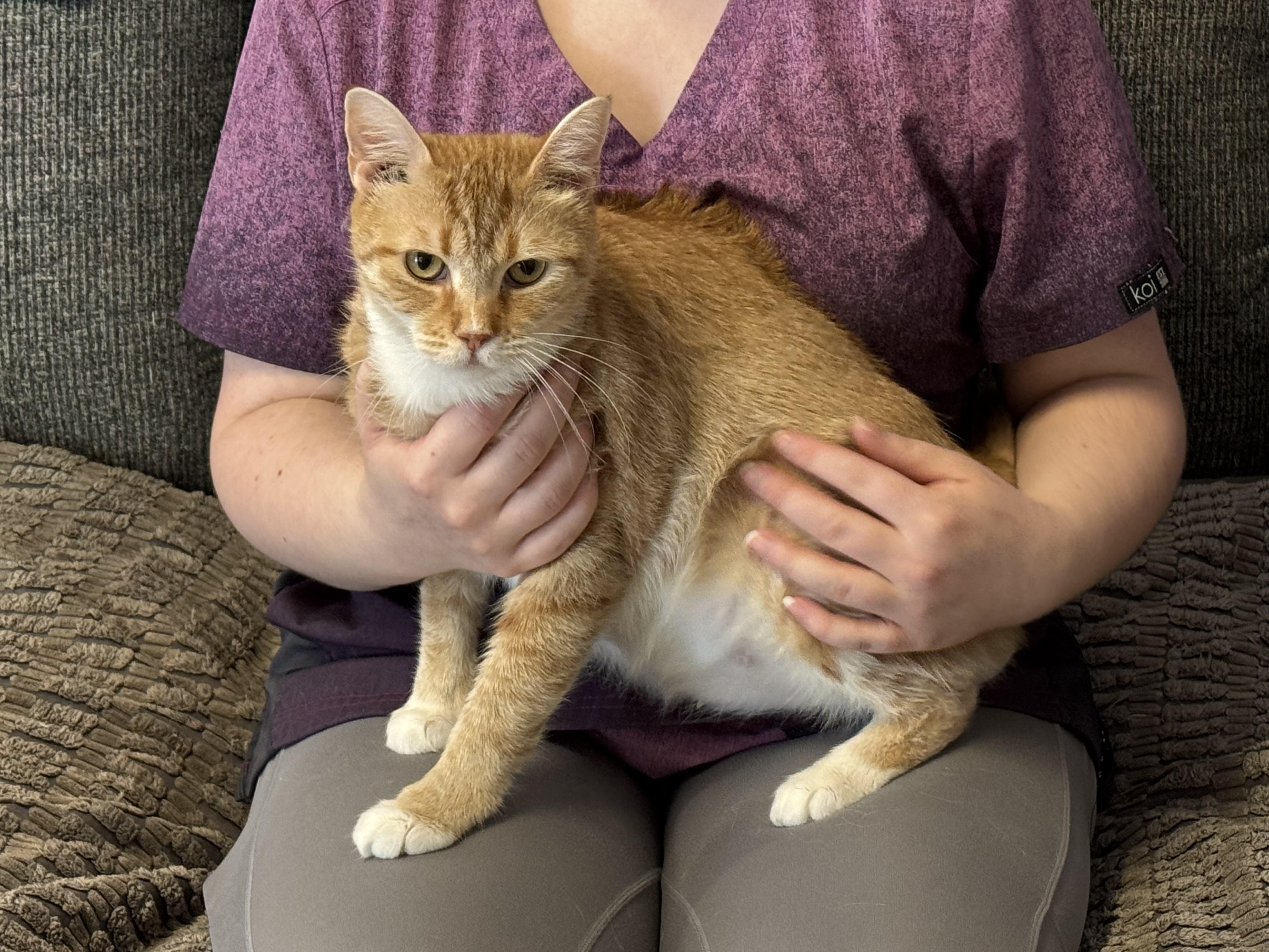 Tiger Lily, a ADOPTABLE Tabby in Meherrin, VA image 4/5