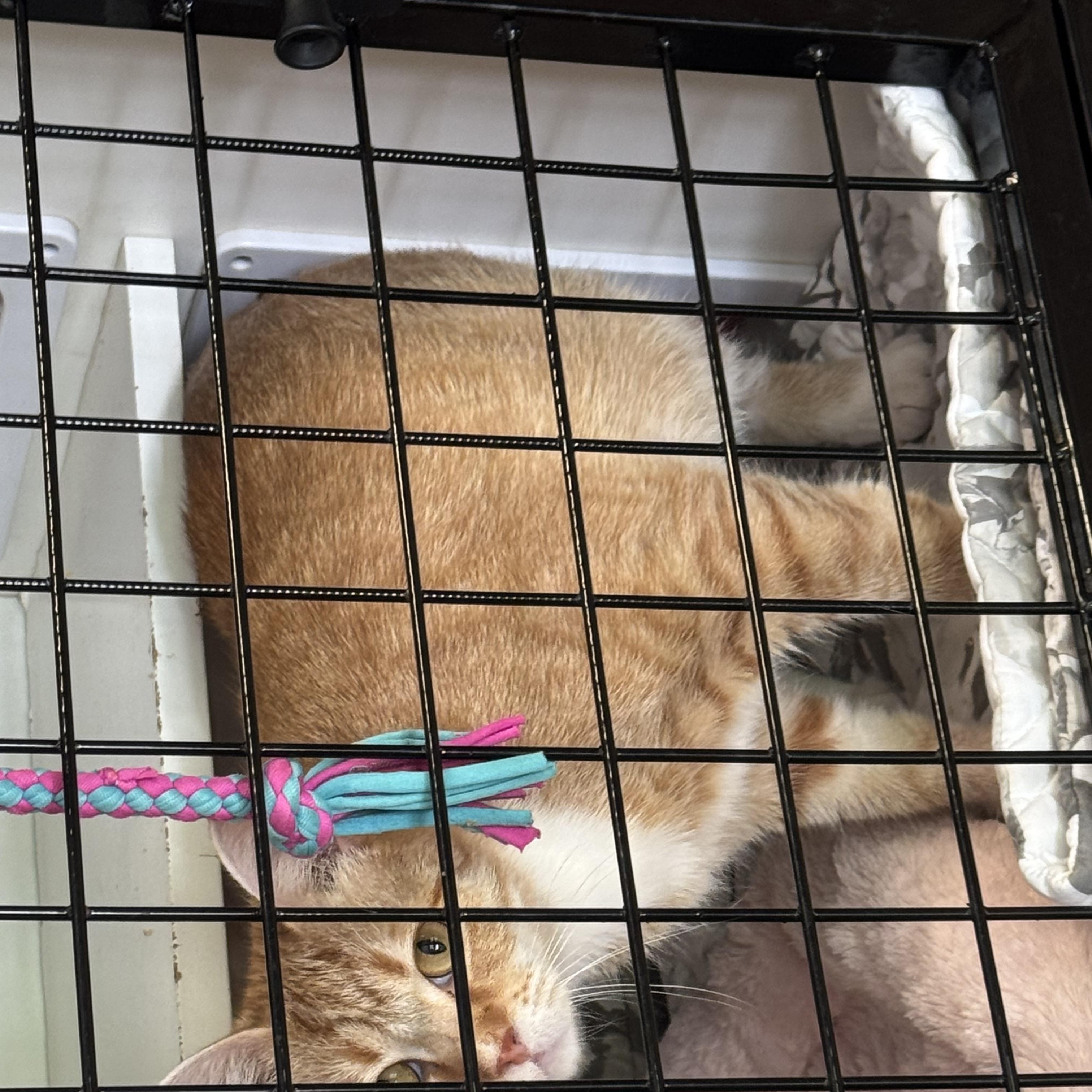 Tiger Lily, a ADOPTABLE Tabby in Meherrin, VA image 2/5