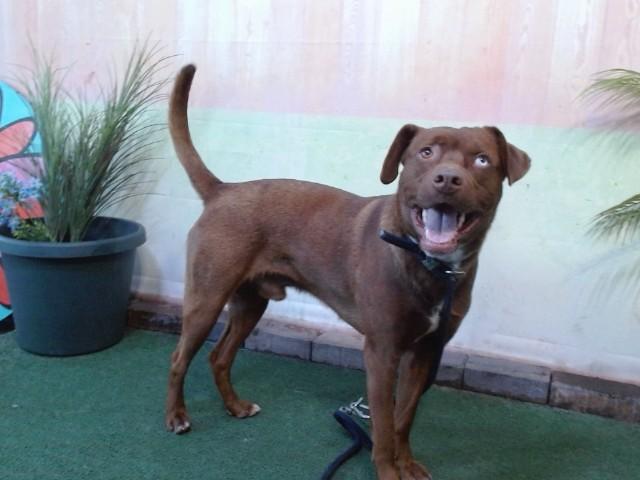 BRUNO, Adoptable, Young Male Labrador Retriever & Siberian Husky.