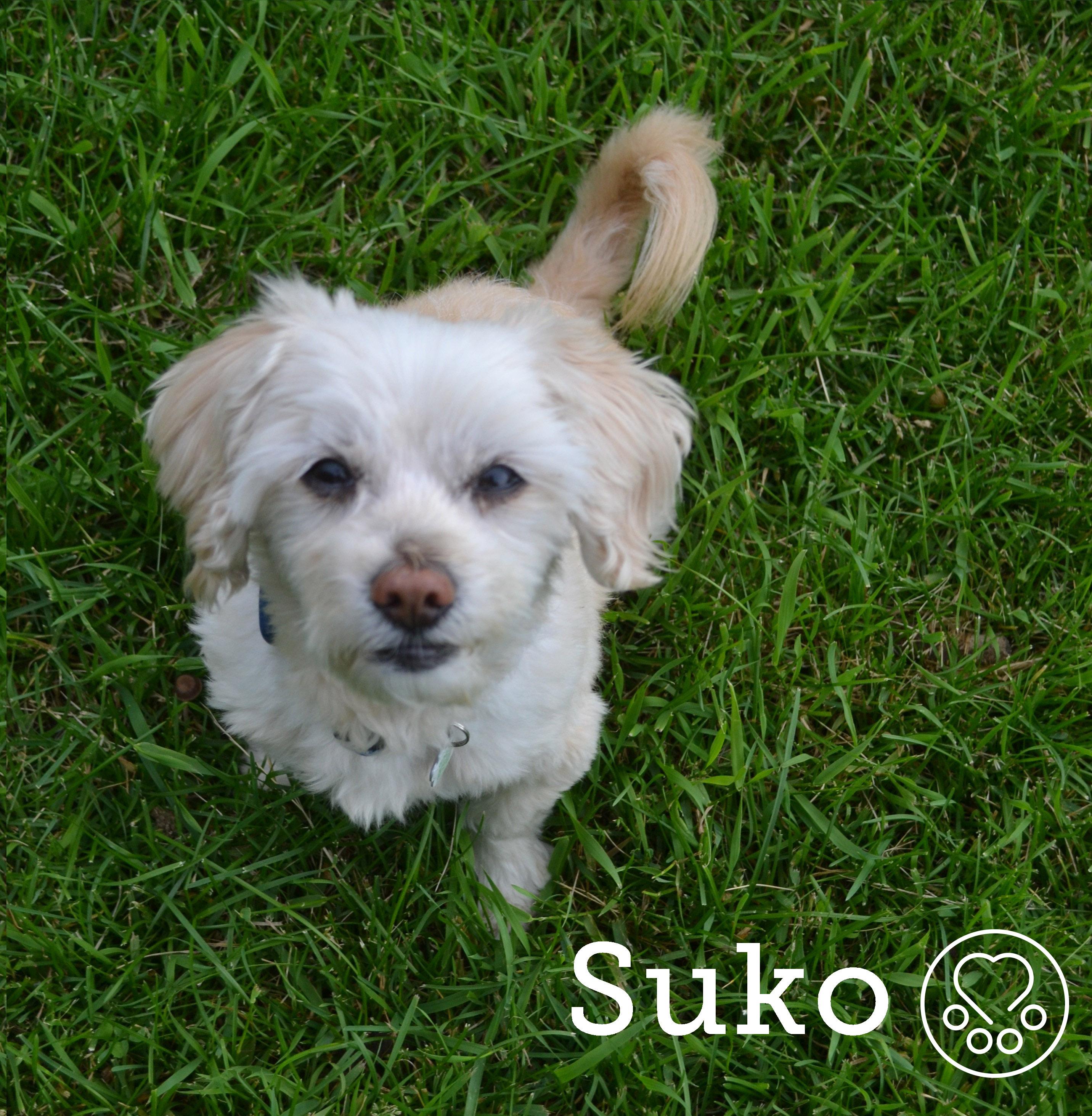 Suko, a ADOPTABLE mixed breed in Anjou, QC image 2/3