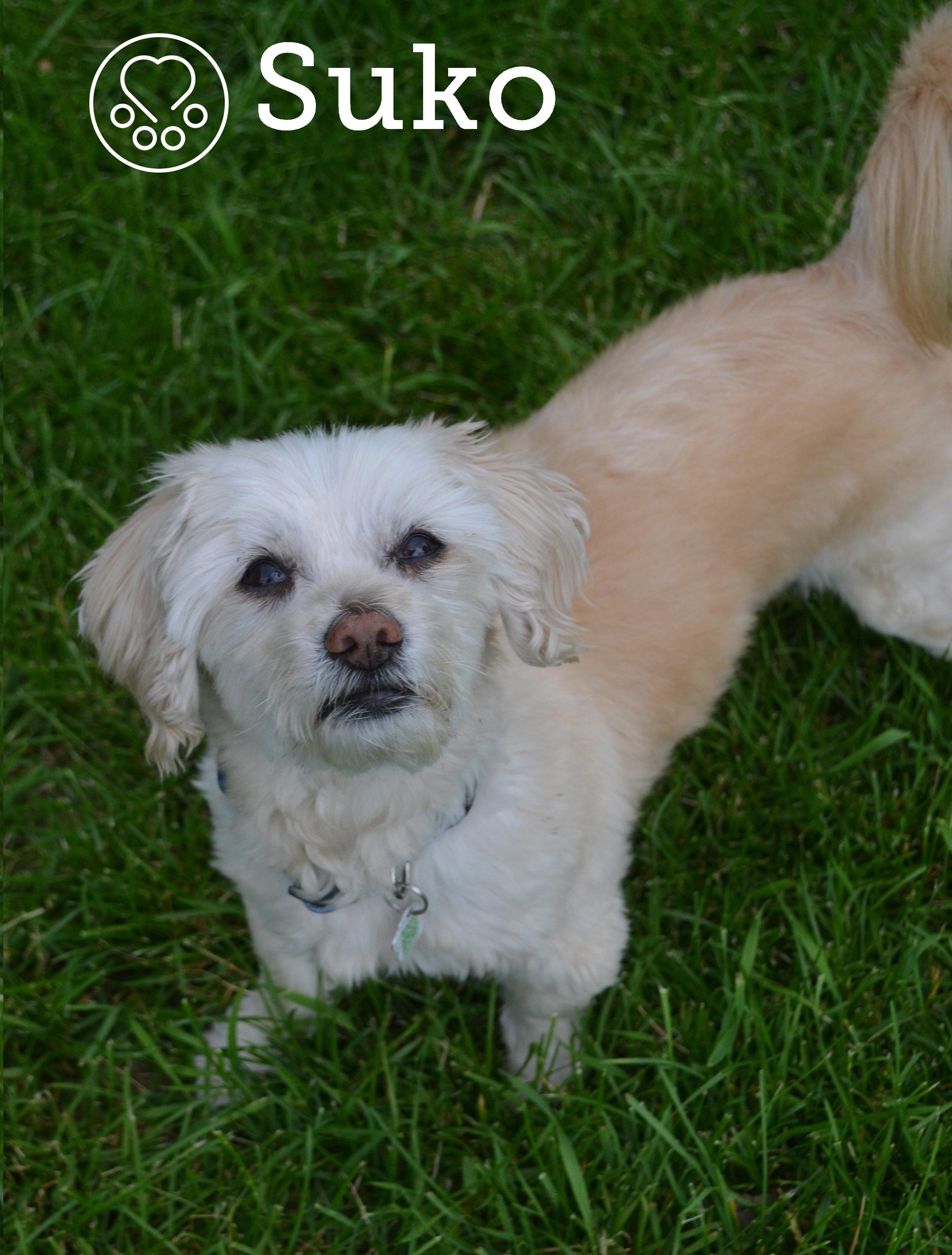 Suko, ADOPTABLE, Senior Male Lhasa Apso.