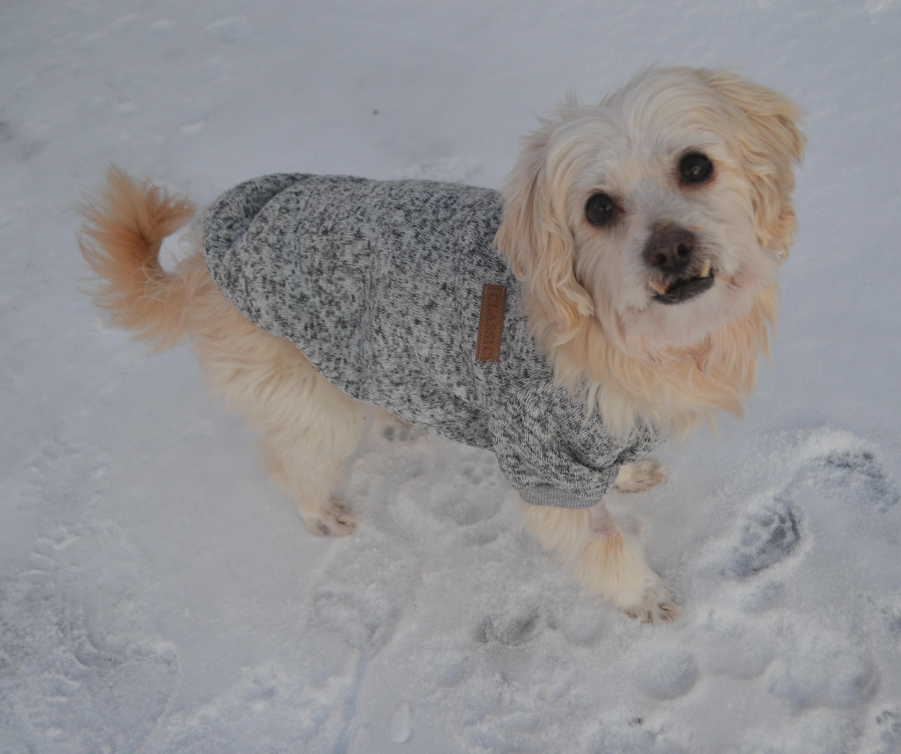 Suko, ADOPTABLE, Senior Male Lhasa Apso.