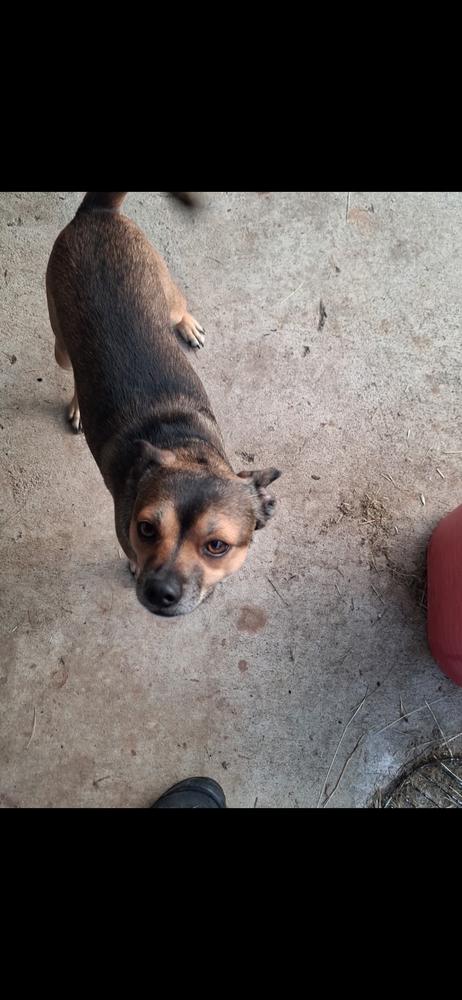Enlarge Toffee, a Adoptable mixed breed in Cedartown, GA image 2/3