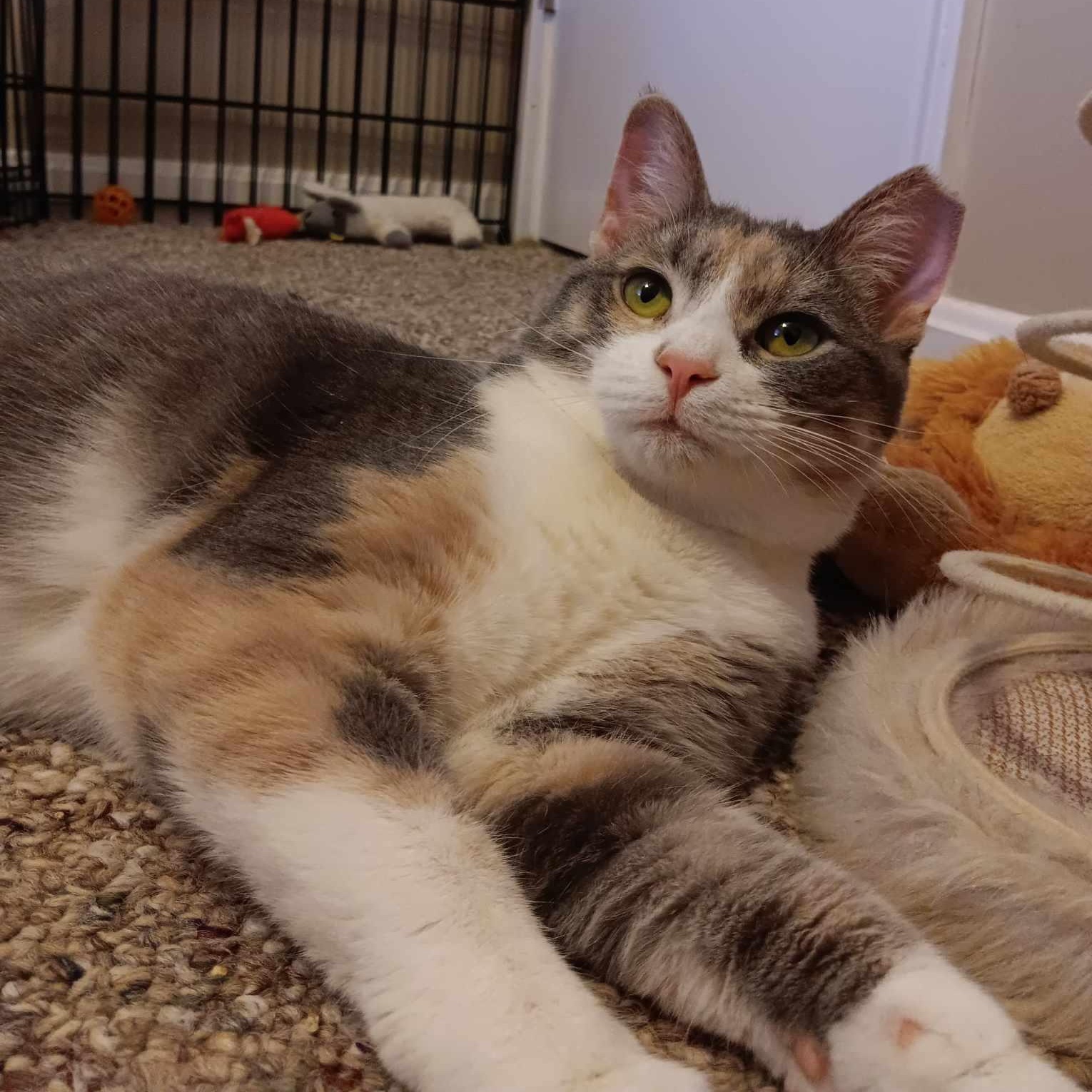Hannah, an adopted Domestic Short Hair in Vine Grove, KY image 1/6