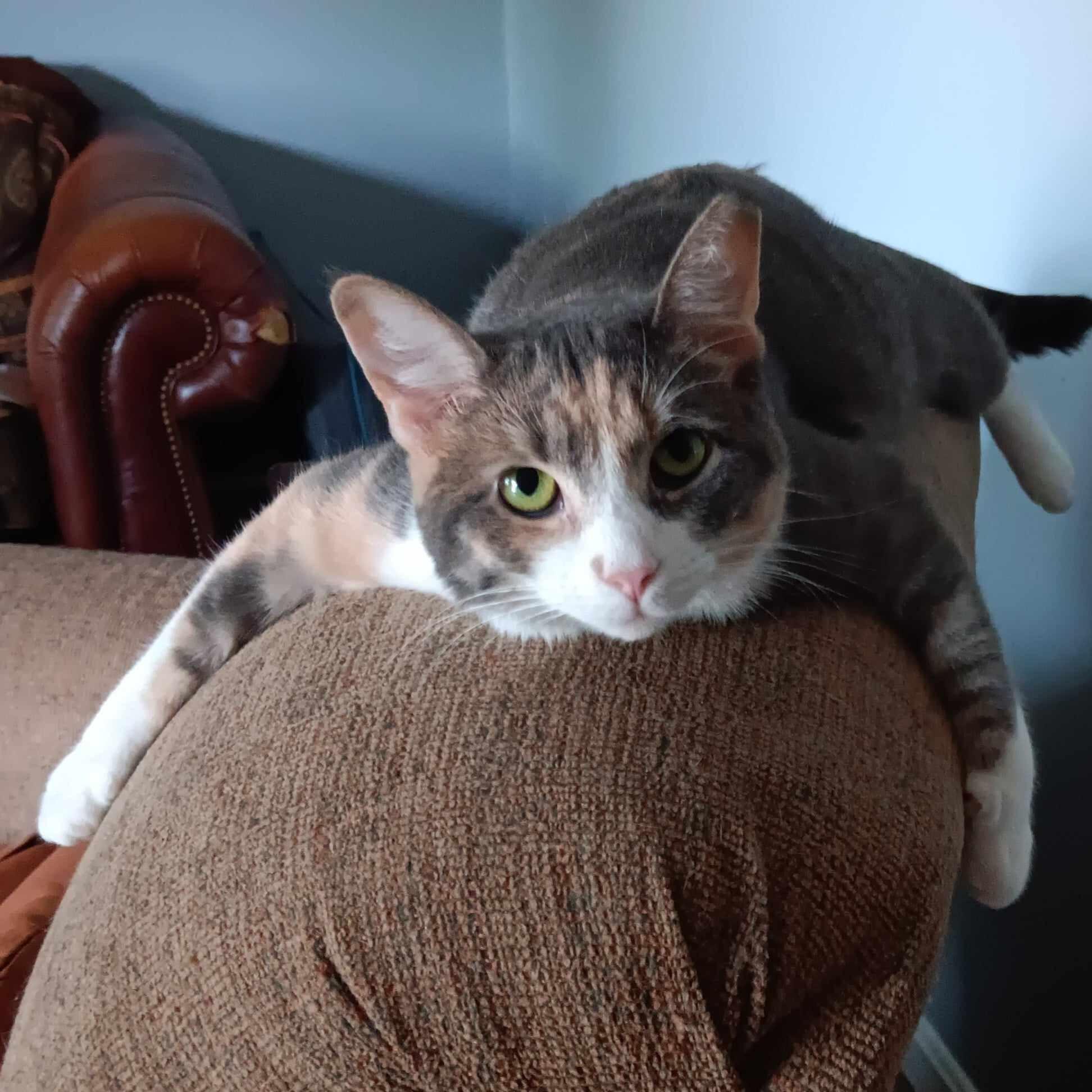 Hannah, an adopted Domestic Short Hair in Vine Grove, KY image 3/6