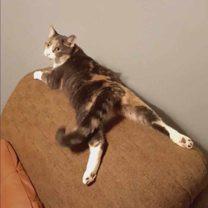 Hannah, an adopted Domestic Short Hair in Vine Grove, KY image 5/6