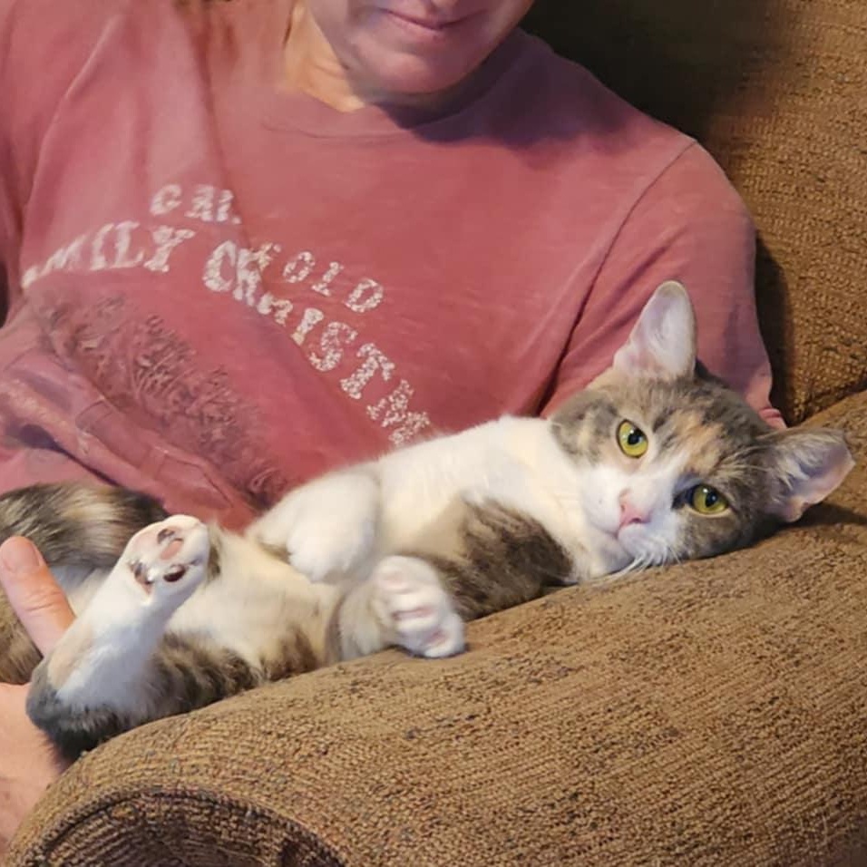 Hannah, an adopted Domestic Short Hair in Vine Grove, KY image 2/6