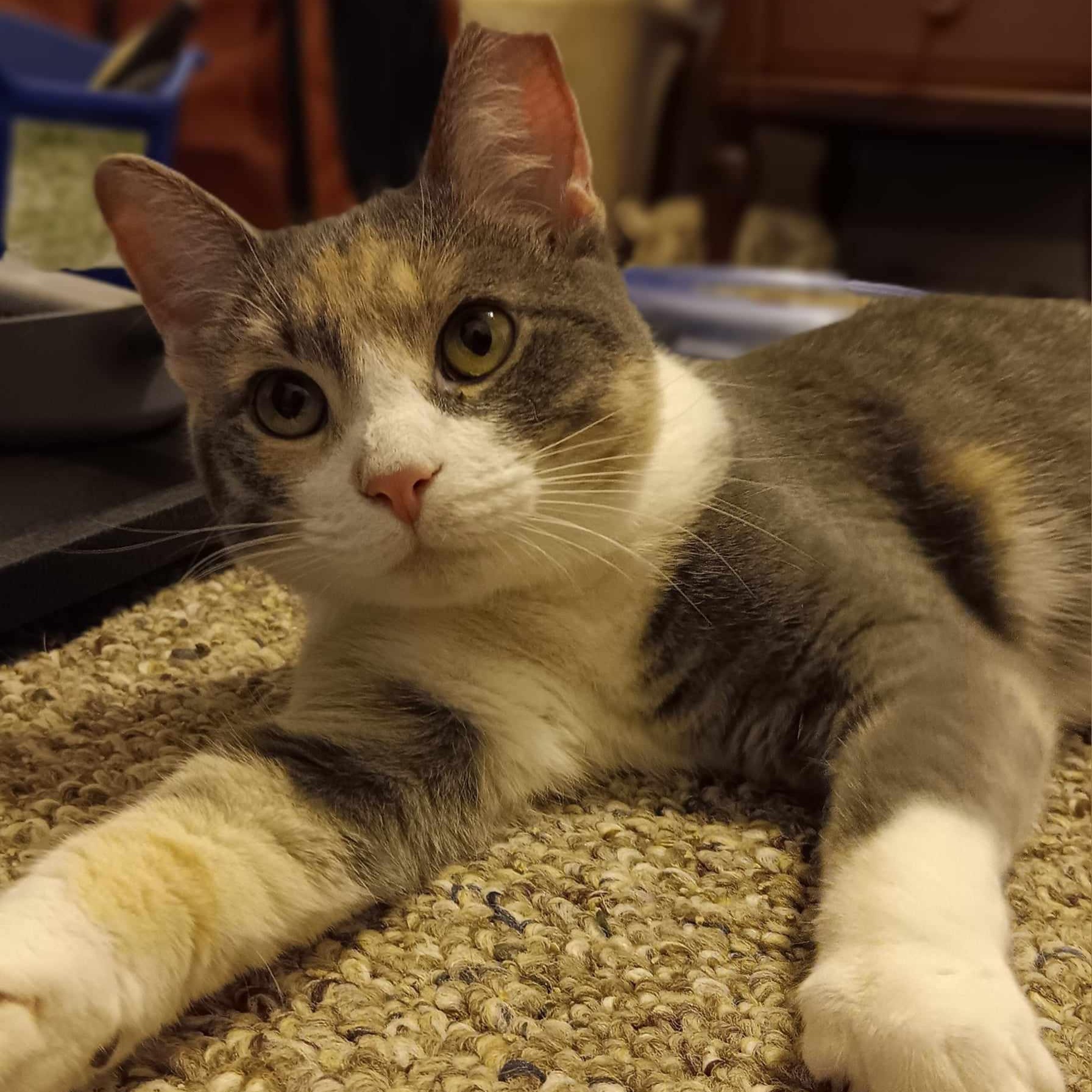 Hannah, an adopted Domestic Short Hair in Vine Grove, KY image 4/6