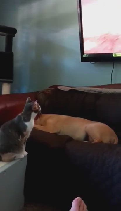 Enlarge Hannah, an adopted Domestic Short Hair in Vine Grove, KY video 6/6