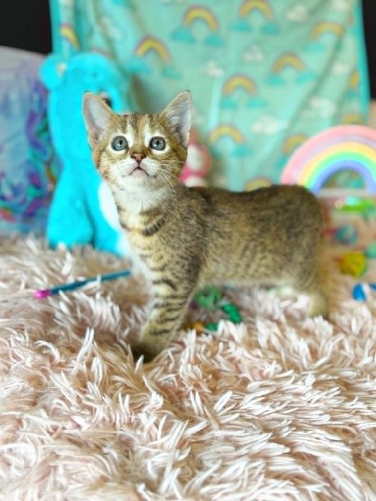 Friend Bear, Adoptable, Kitten Female Domestic Short Hair.