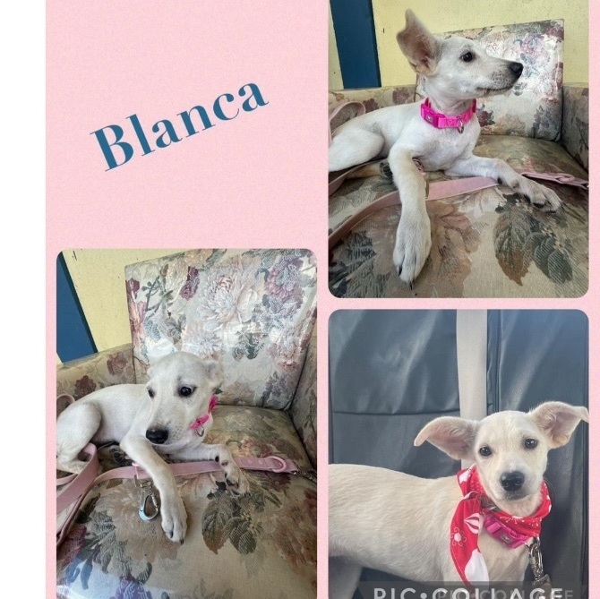 Enlarge Blanca, a Adopted Mixed Breed in San Juan, PR image 1/1