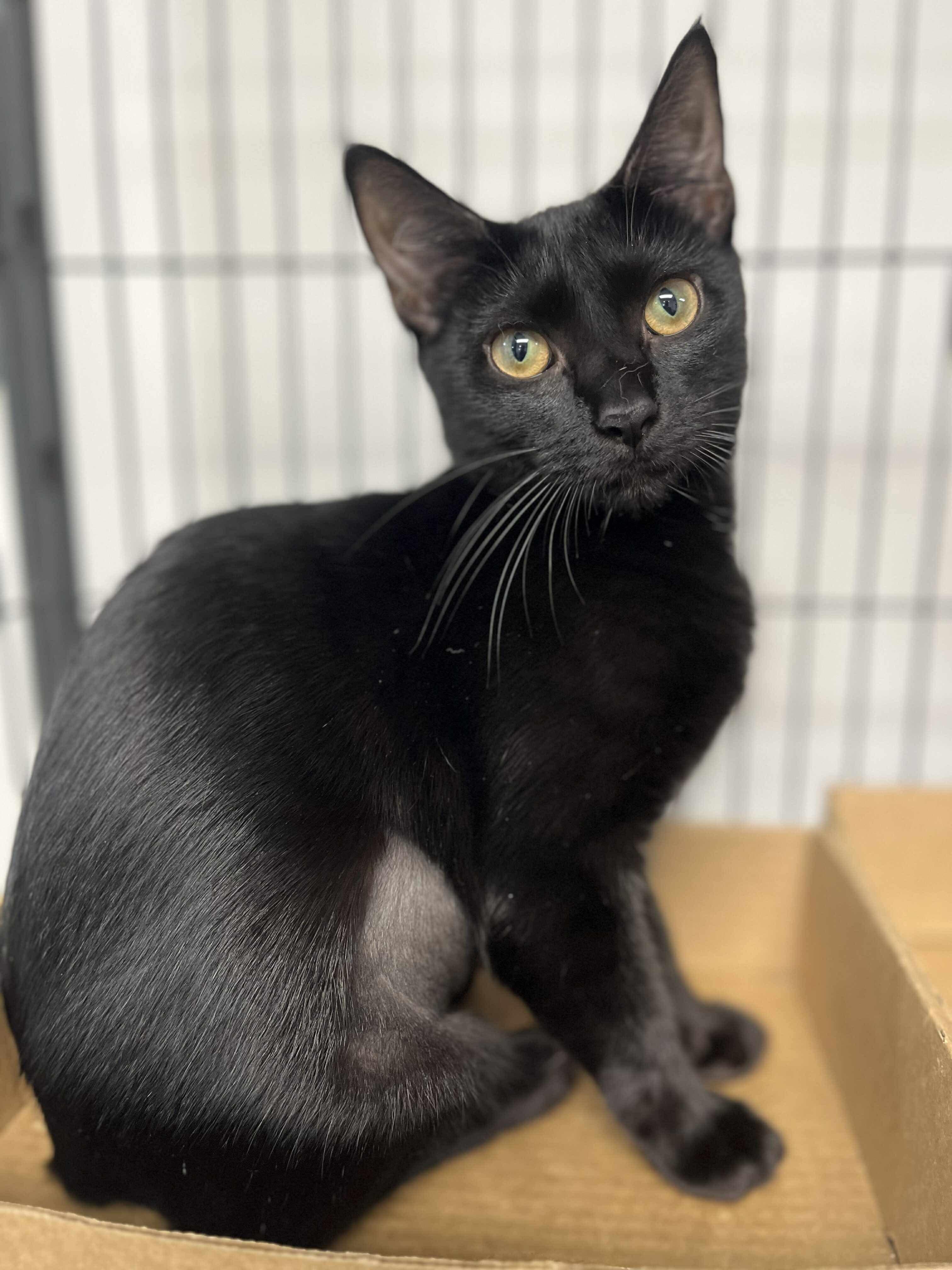 Sapphire, Adoptable, Young Female Domestic Short Hair.