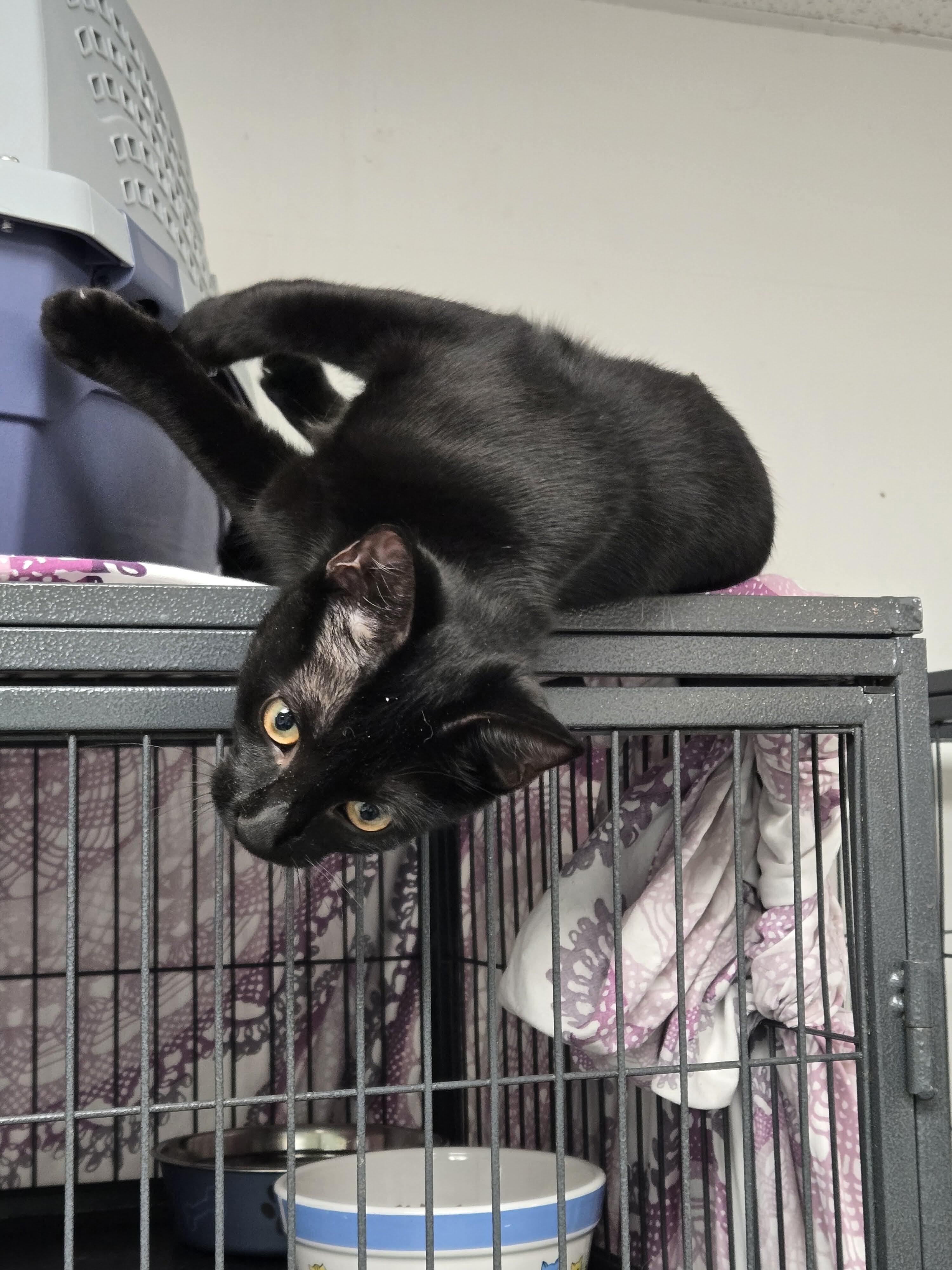 Sapphire, a Adoptable Domestic Short Hair in Thurmont, MD image 6/6