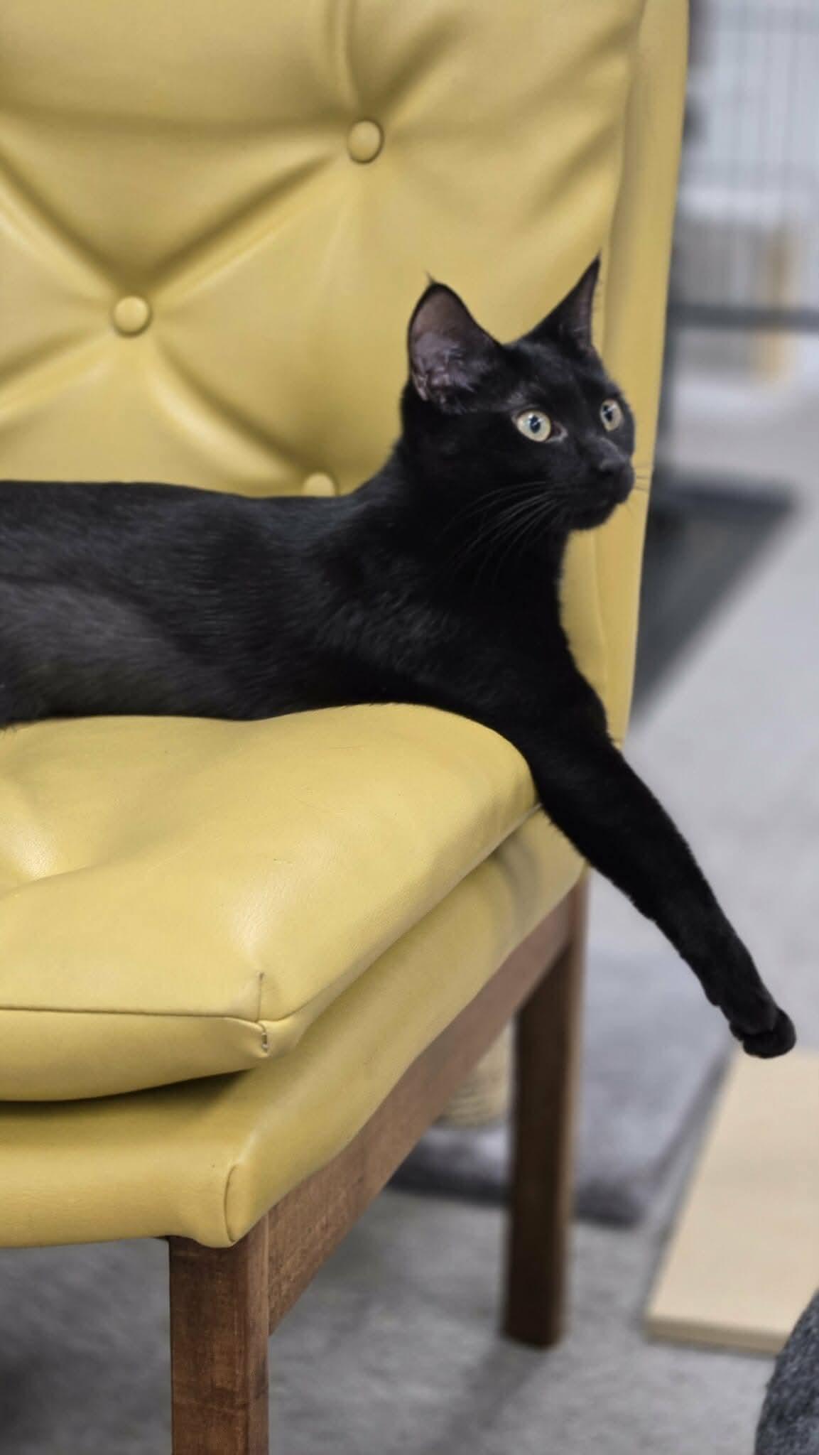 Sapphire, a Adoptable Domestic Short Hair in Thurmont, MD image 2/6