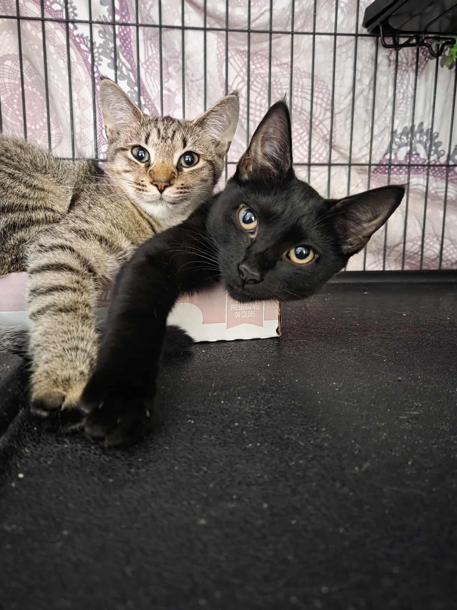 Sapphire, a Adoptable Domestic Short Hair in Thurmont, MD image 3/6