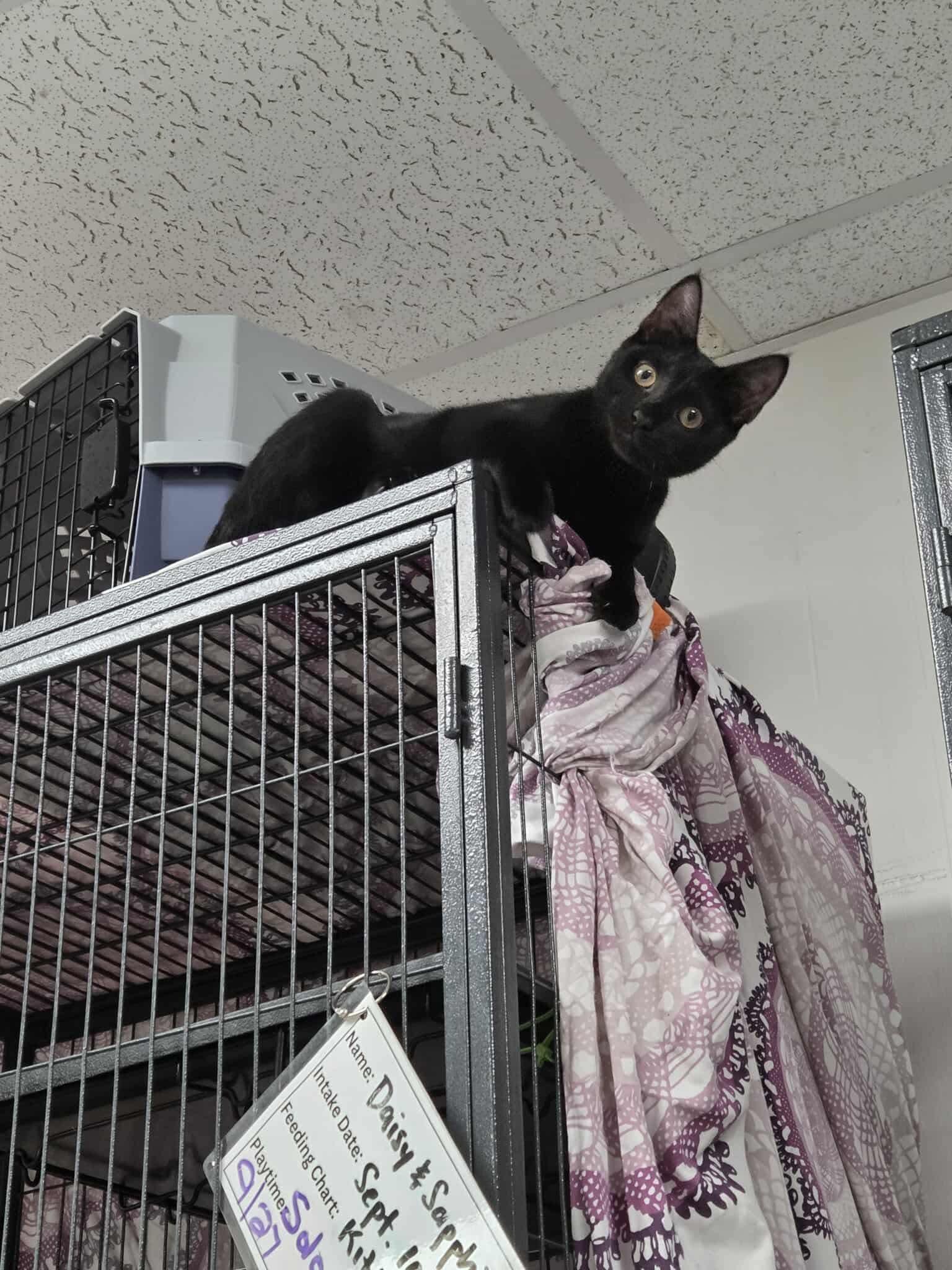 Sapphire, a Adoptable Domestic Short Hair in Thurmont, MD image 5/6