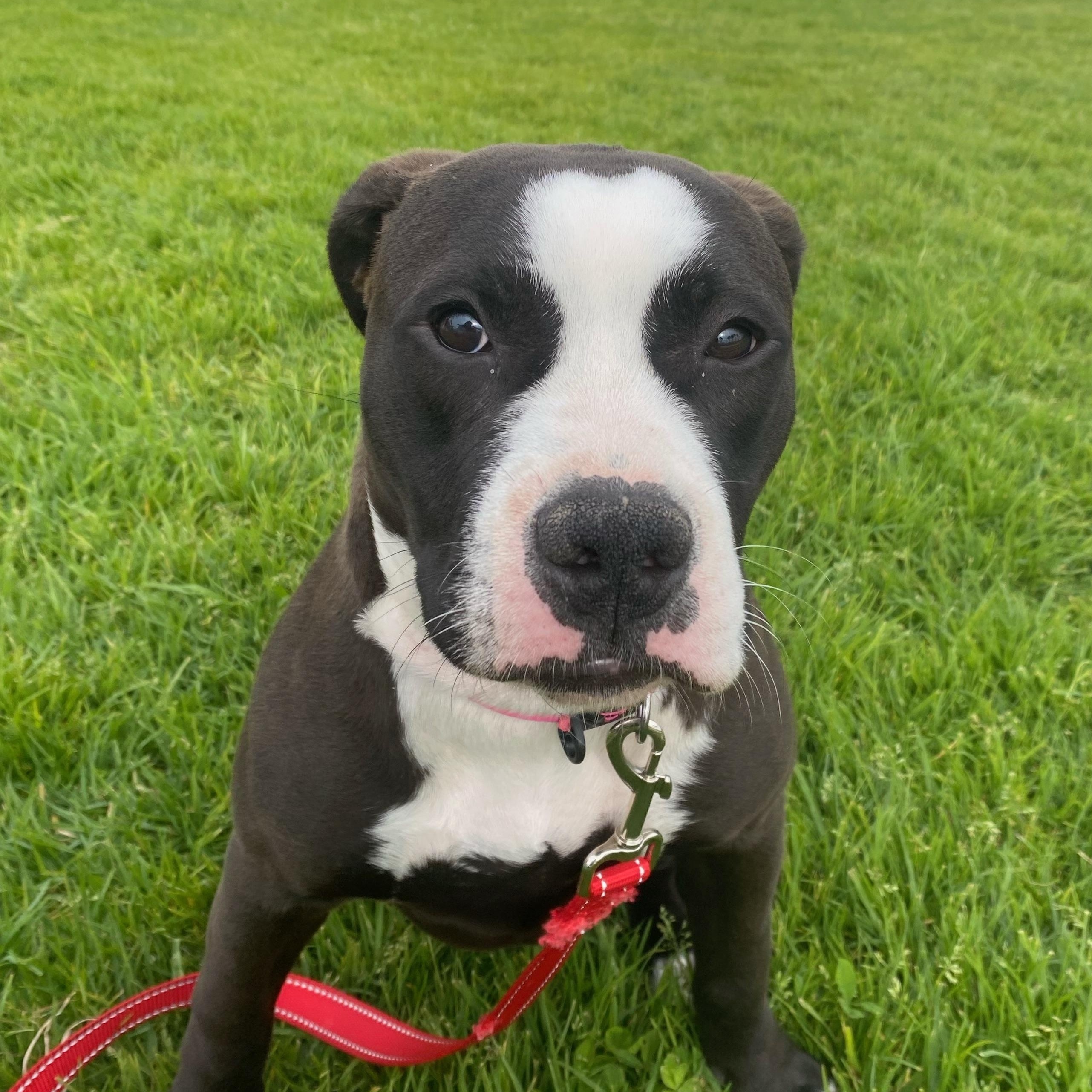 Enlarge Remi, an adoptable mixed breed in Henderson, NV image 1/2