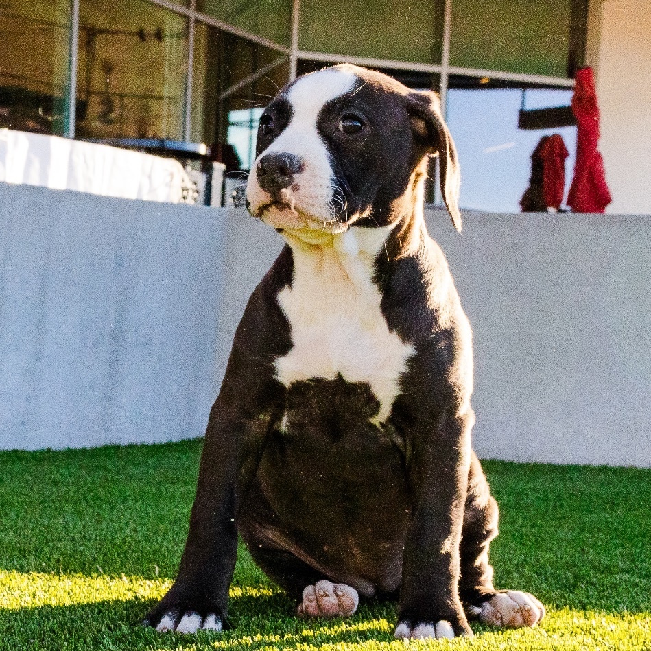 Enlarge Remi, an adoptable mixed breed in Henderson, NV image 2/2
