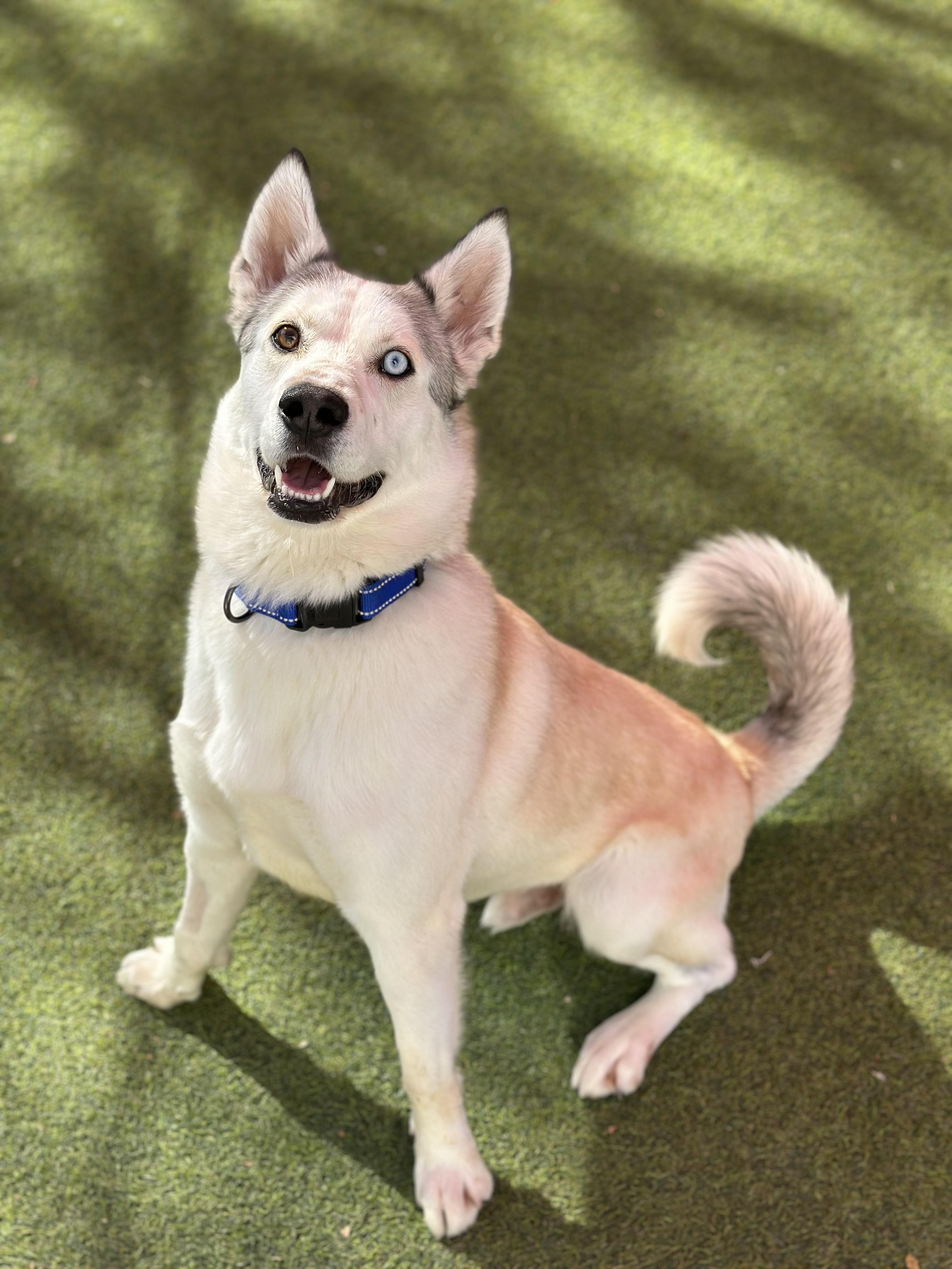 Dorsey, Adult Male Siberian Husky