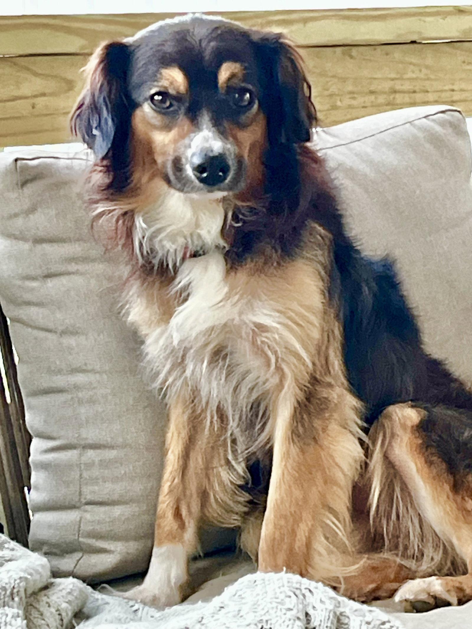 Beau, Adoptable, Young Male Mixed Breed.
