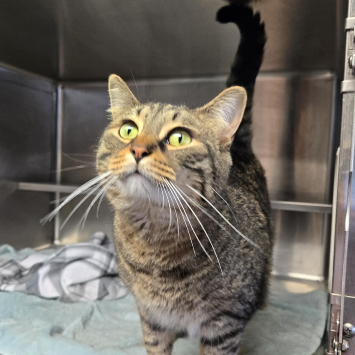 Enlarge Vax, an adoptable Domestic Short Hair in Watertown, WI image 2/4