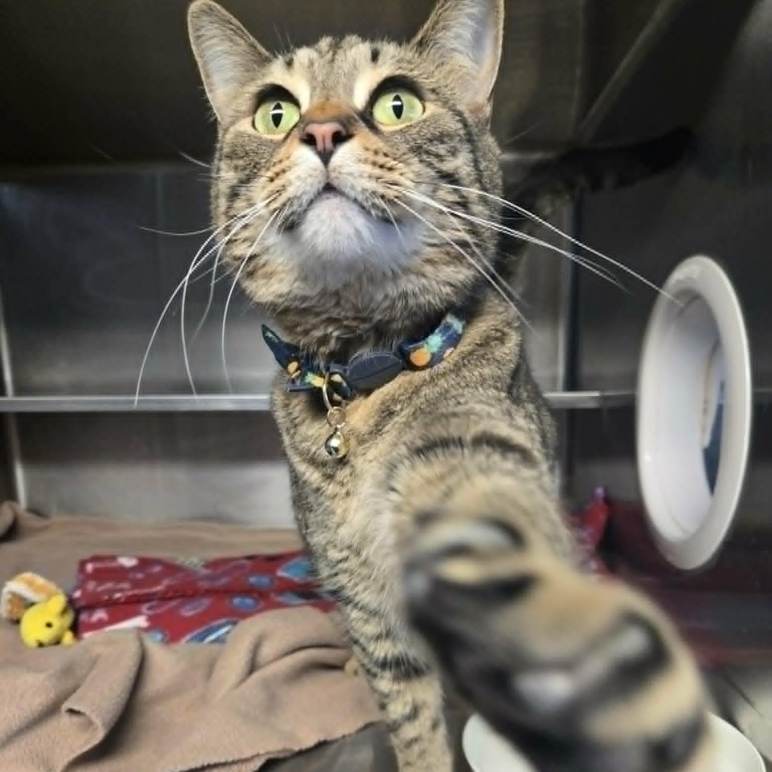 Enlarge Vax, an adoptable Domestic Short Hair in Watertown, WI image 3/4